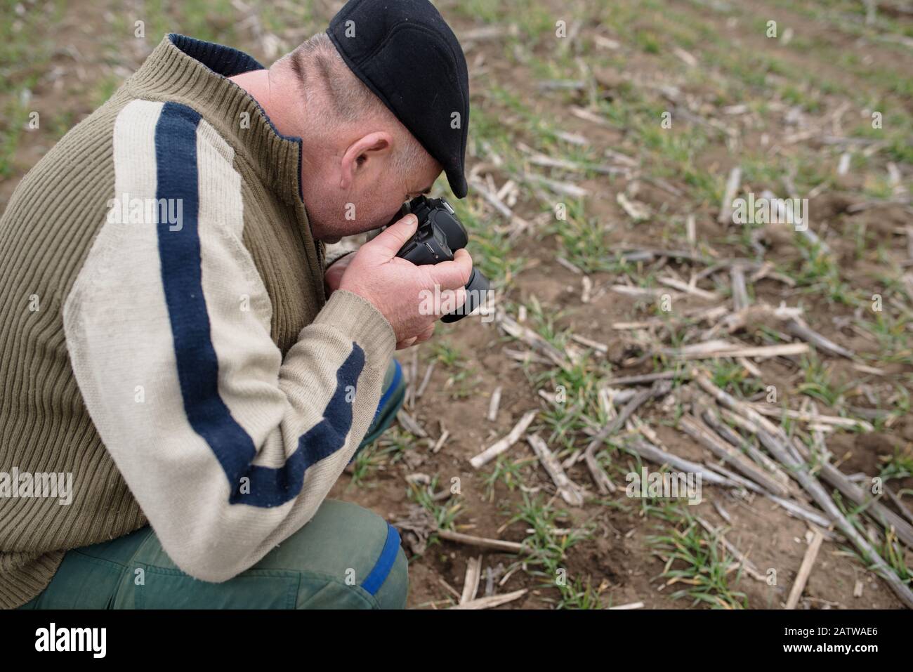 L'agriculteur principal sur le terrain contrôle la croissance des plantes Banque D'Images