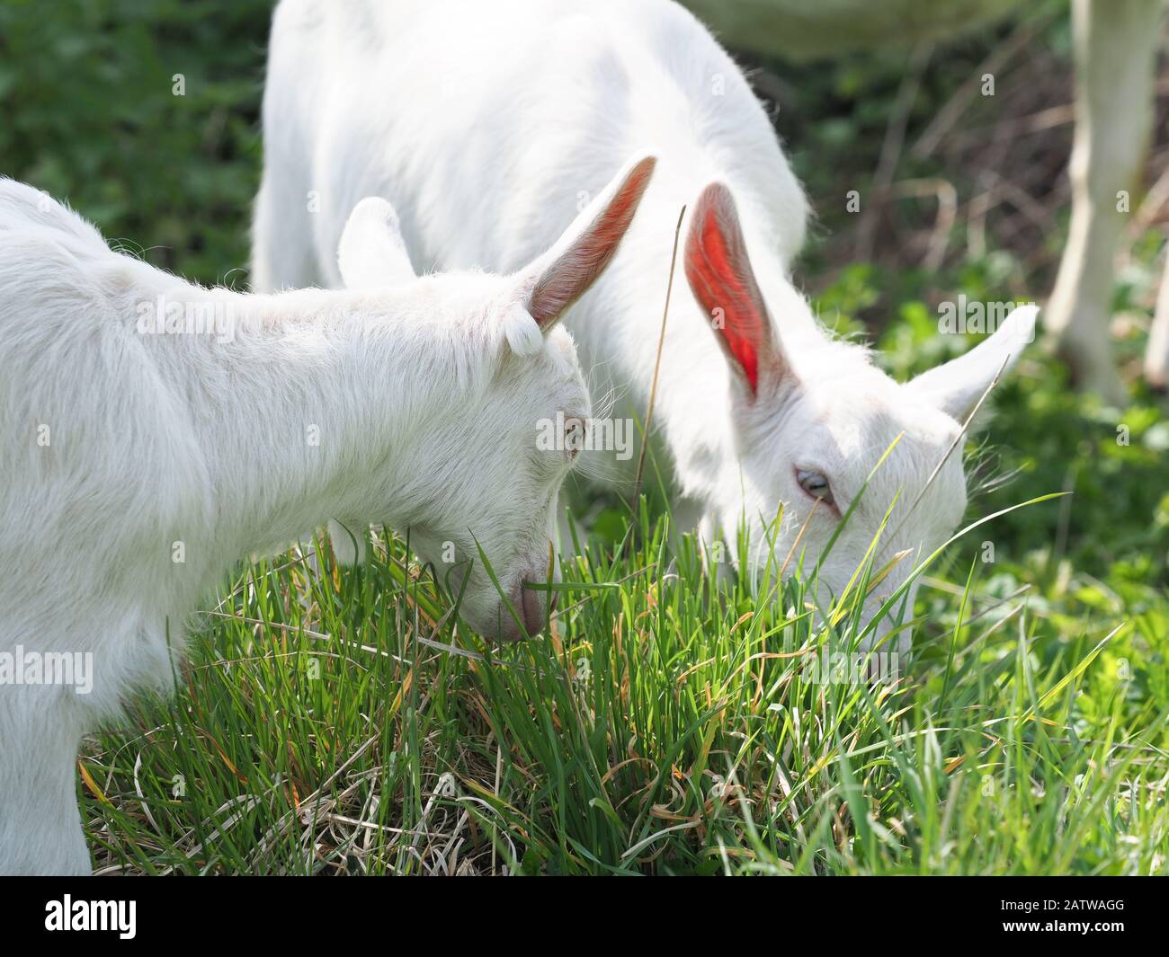 Une photo de deux mignons chèvres de bébé dans un pré vert. Banque D'Images