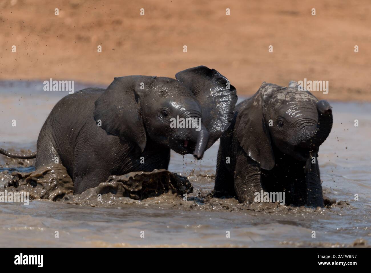 Veau d'éléphant, éléphant de bébé dans le désert africain Banque D'Images