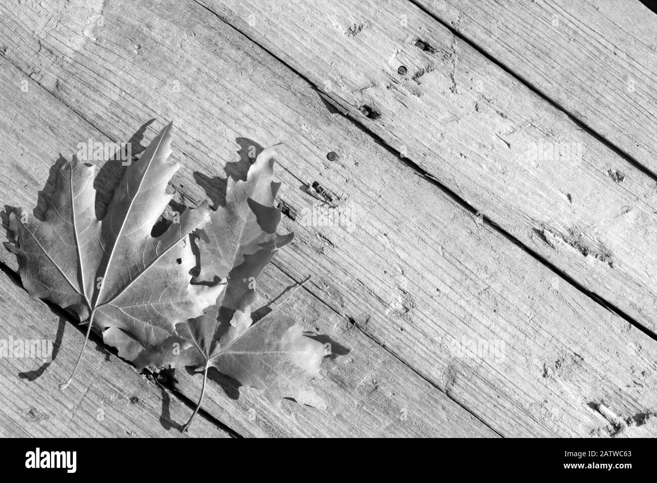 sécher les feuilles sur le vieux bois Banque D'Images