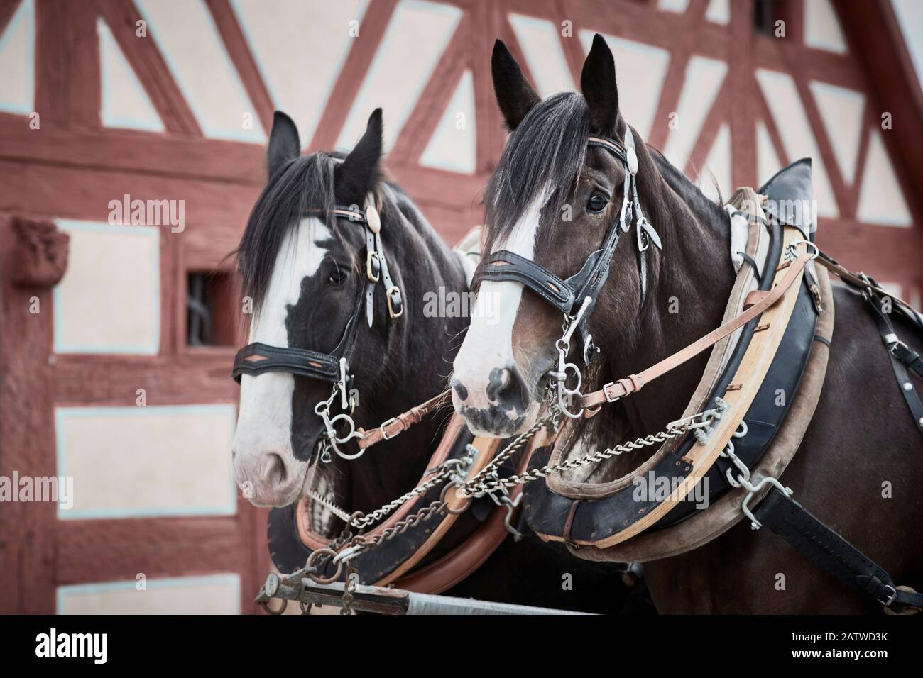 Shire Horse. Équipe de deux dans le harnais, devant une maison à pans de bois. Allemagne Banque D'Images