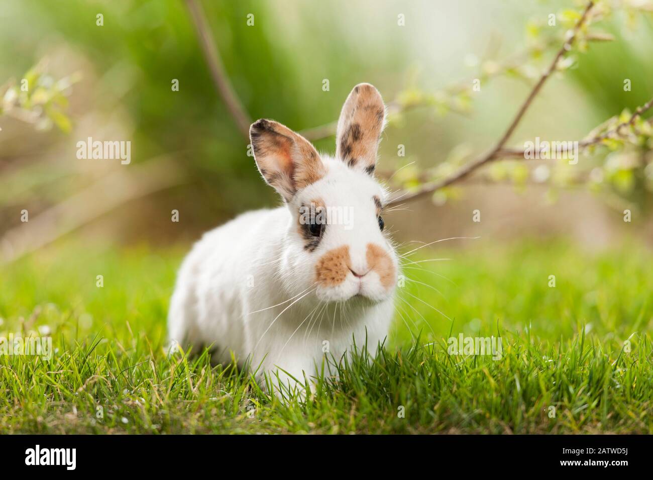 Netherland Dwarf lapin dans l'herbe, Allemagne Banque D'Images