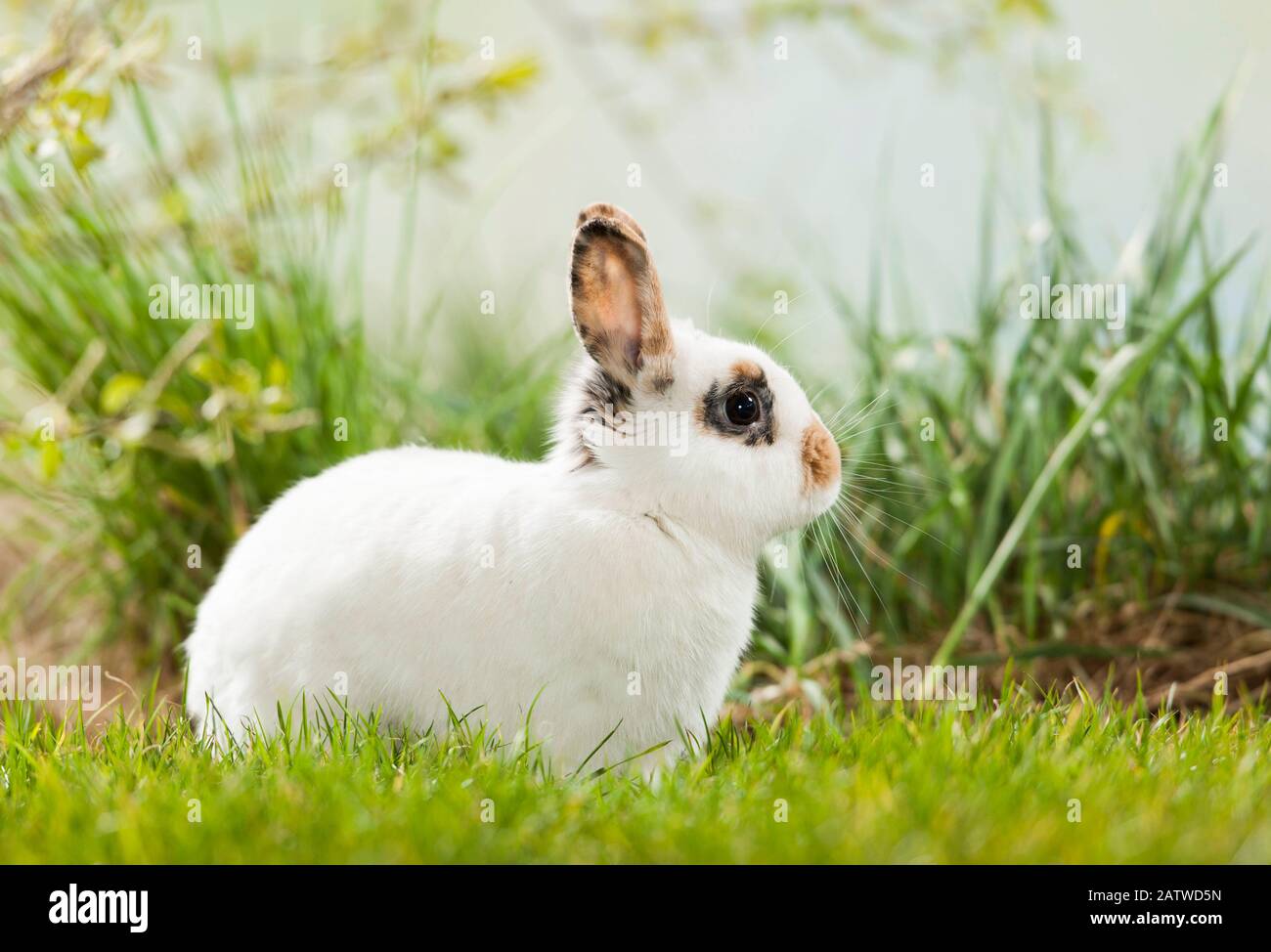 Netherland Dwarf lapin dans l'herbe, Allemagne Banque D'Images