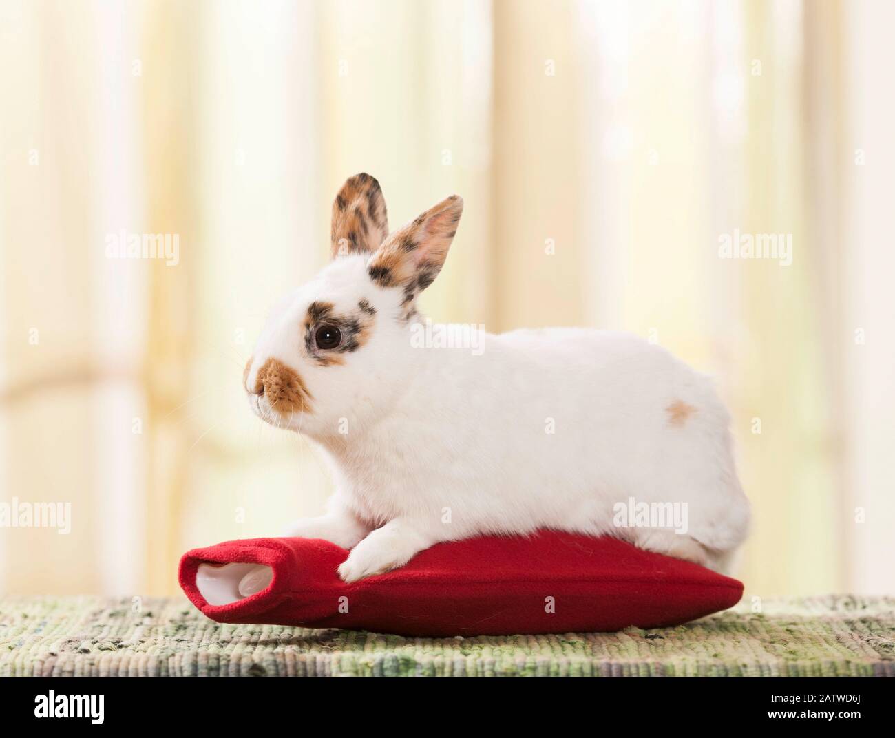 Lapin Dwarf Netherland sur une bouteille de chaleur. Allemagne . Banque D'Images