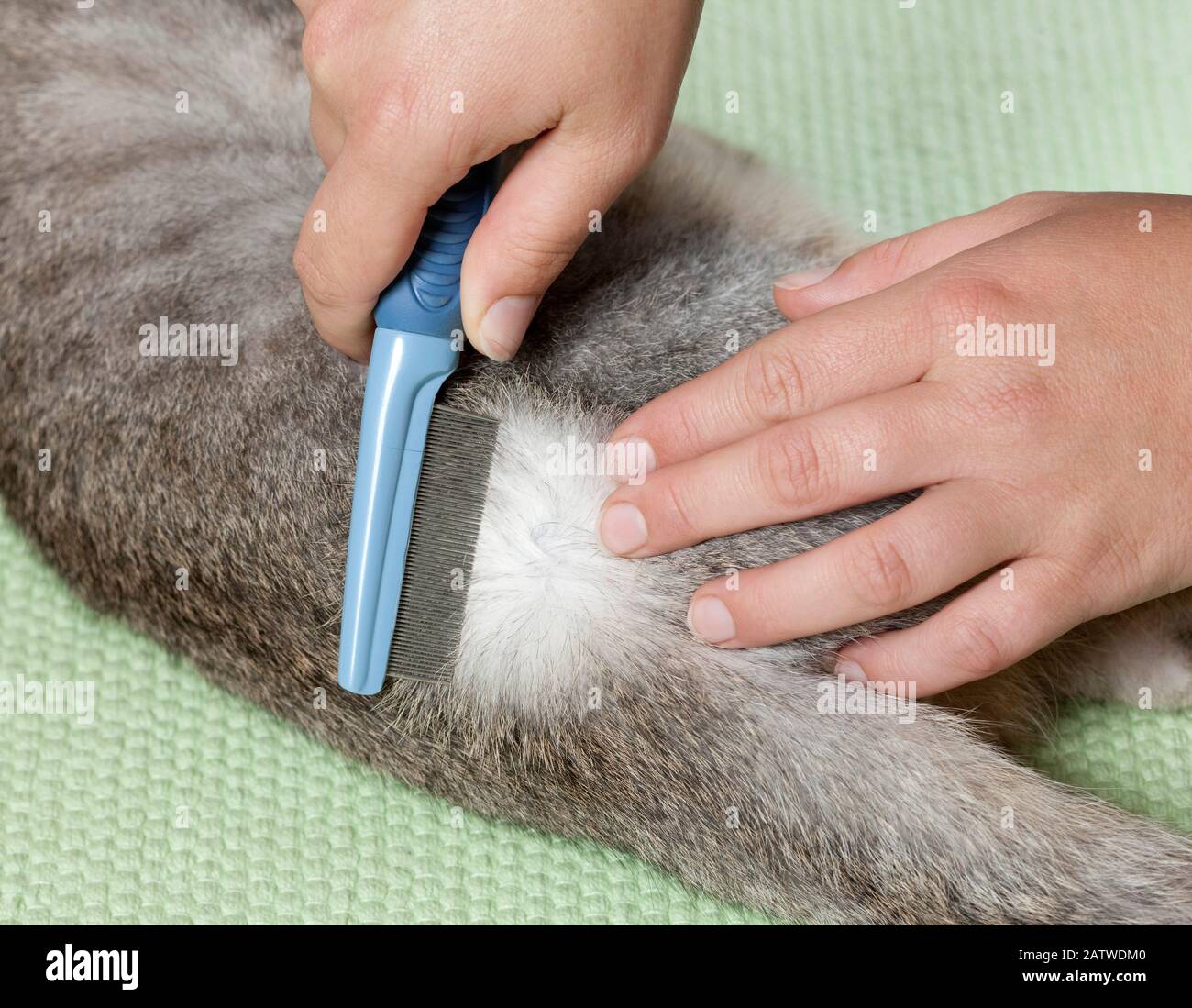 Toilettage d'un chat domestique avec un sabot aux puces. Allemagne. Banque D'Images