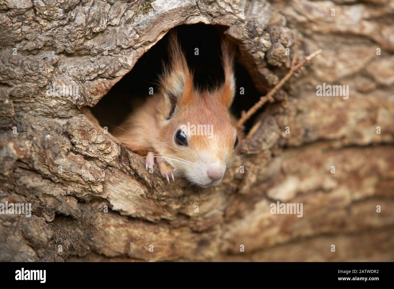Squirrel Rouge Européen (Sciurus Vulgaris). Jeune à la recherche du trou d'arbre, Allemagne Banque D'Images