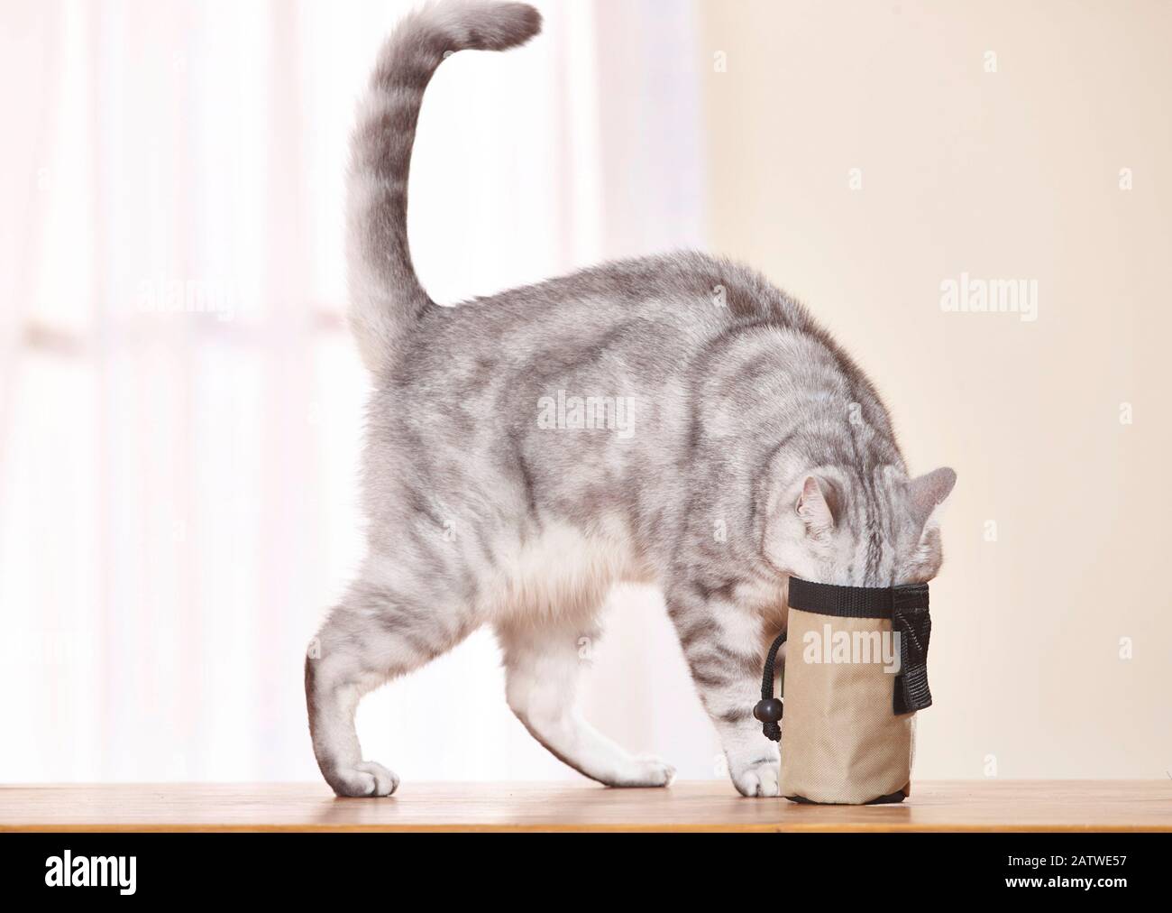 Britannique Shorthair. Tabby chat adulte s'aidant à un traitement. Allemagne Banque D'Images