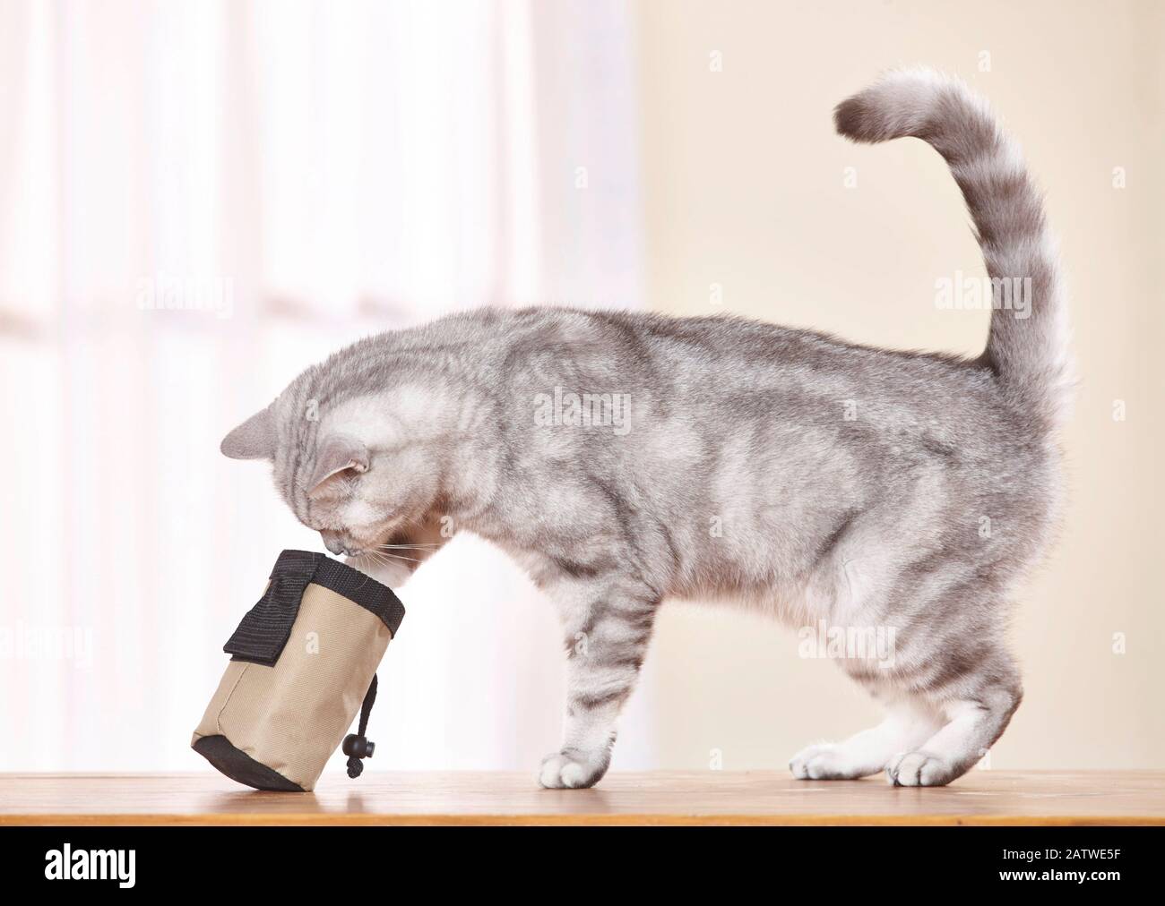 Britannique Shorthair. Tabby chat adulte s'aidant à un traitement. Allemagne... Banque D'Images