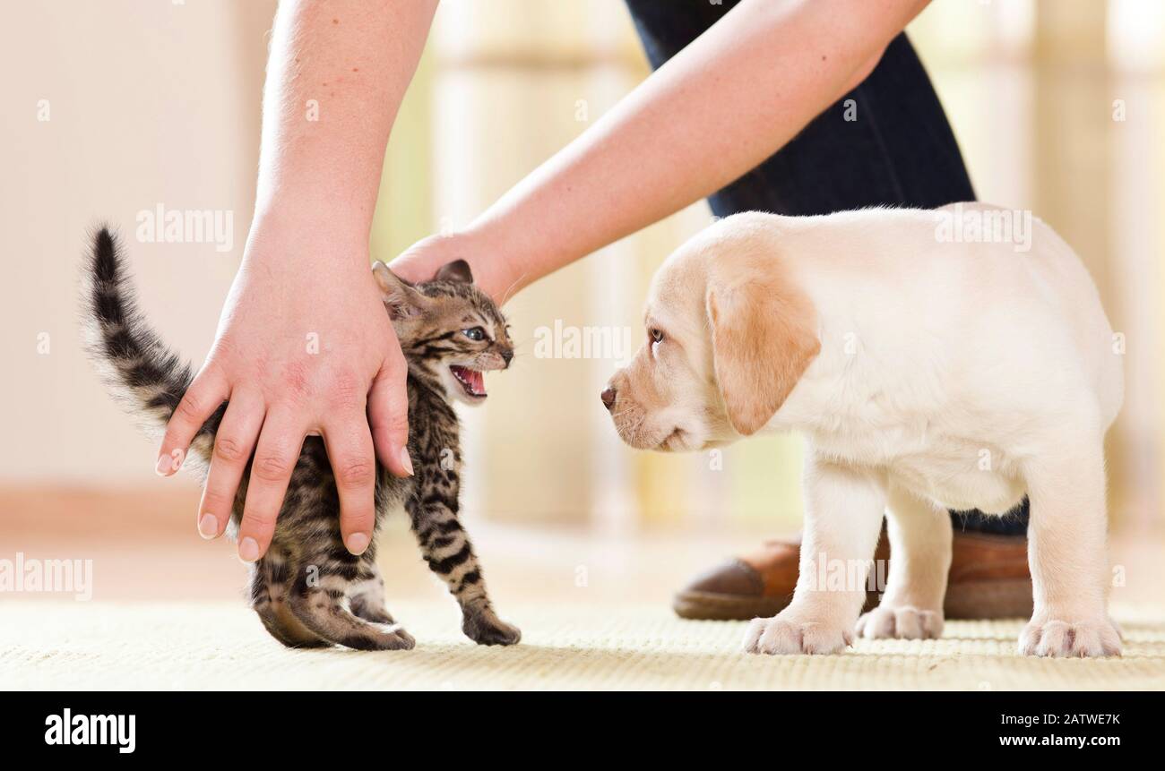 rencontre chiot et chaton
