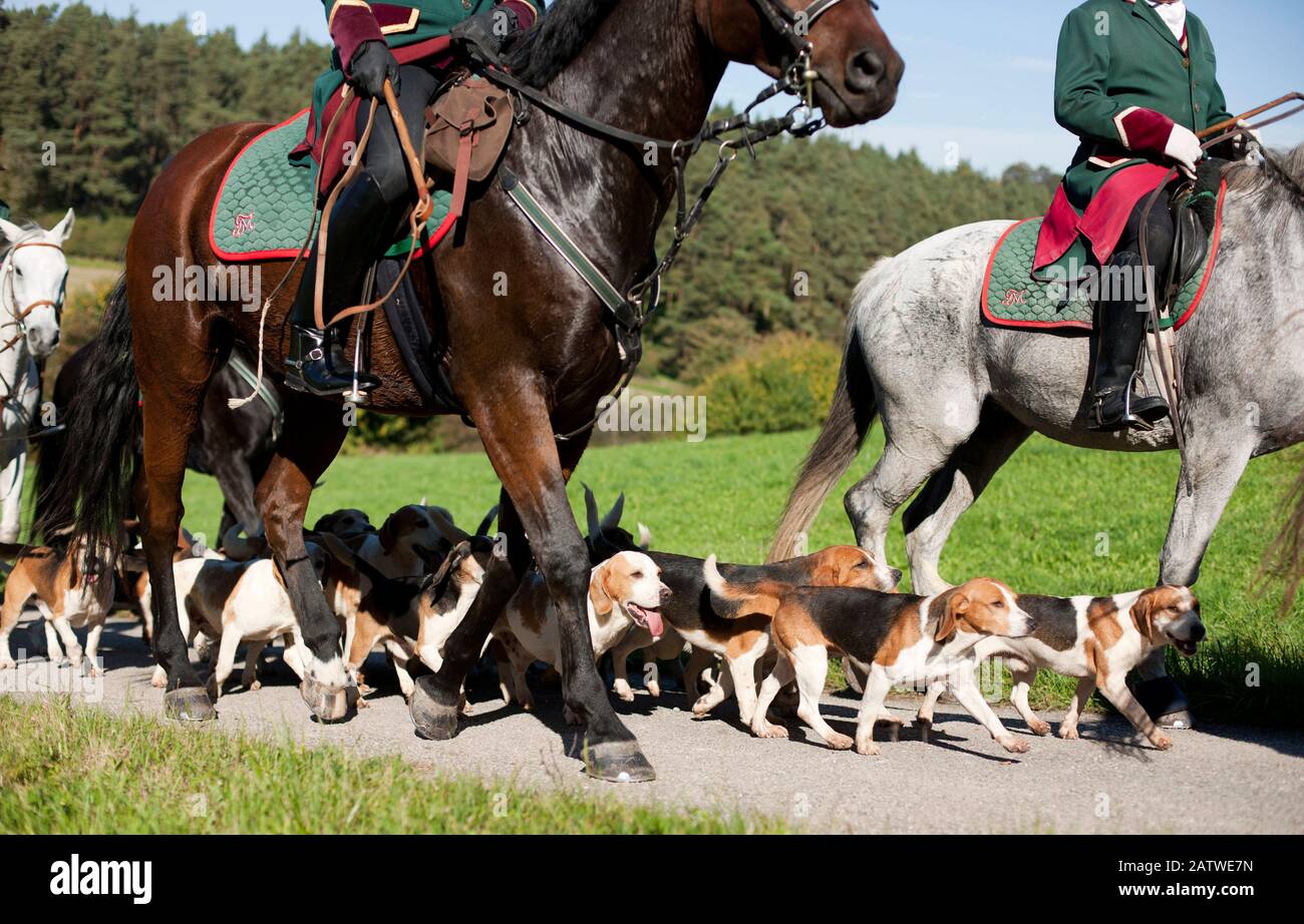 Beagle. Sac Draghound pour avec les coureurs. Allemagne Banque D'Images