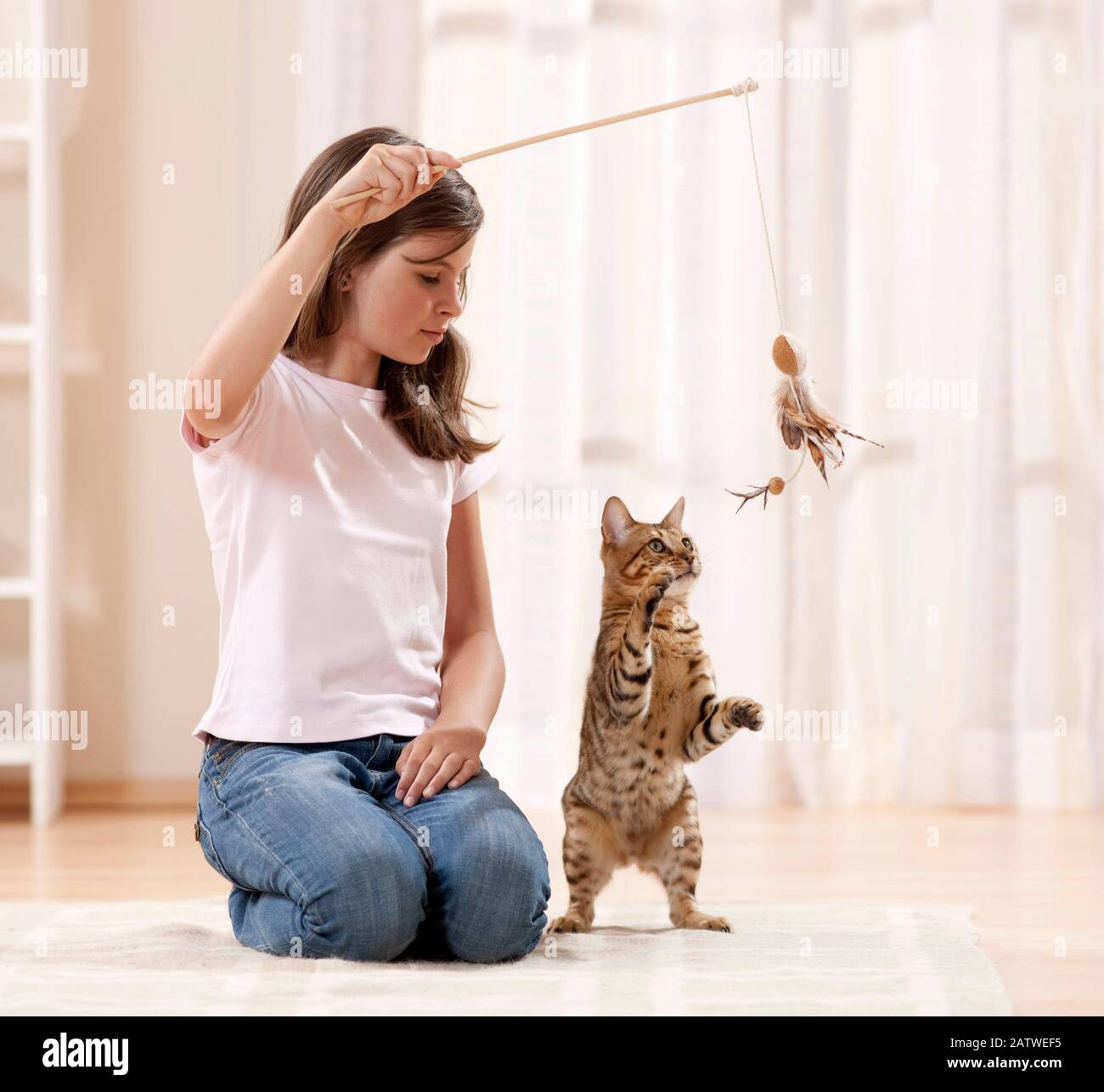 Chat bengal. Fille jouant avec chat adulte avec une plume teaser. Allemagne Banque D'Images