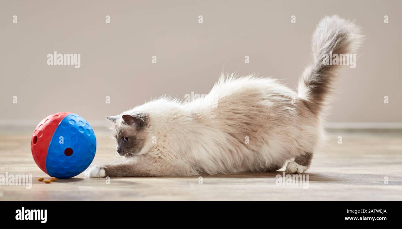 Chat Sacré De Birmanie, Birman. Chat adulte jouant avec une boule de distributeur de friandise. Allemagne Banque D'Images