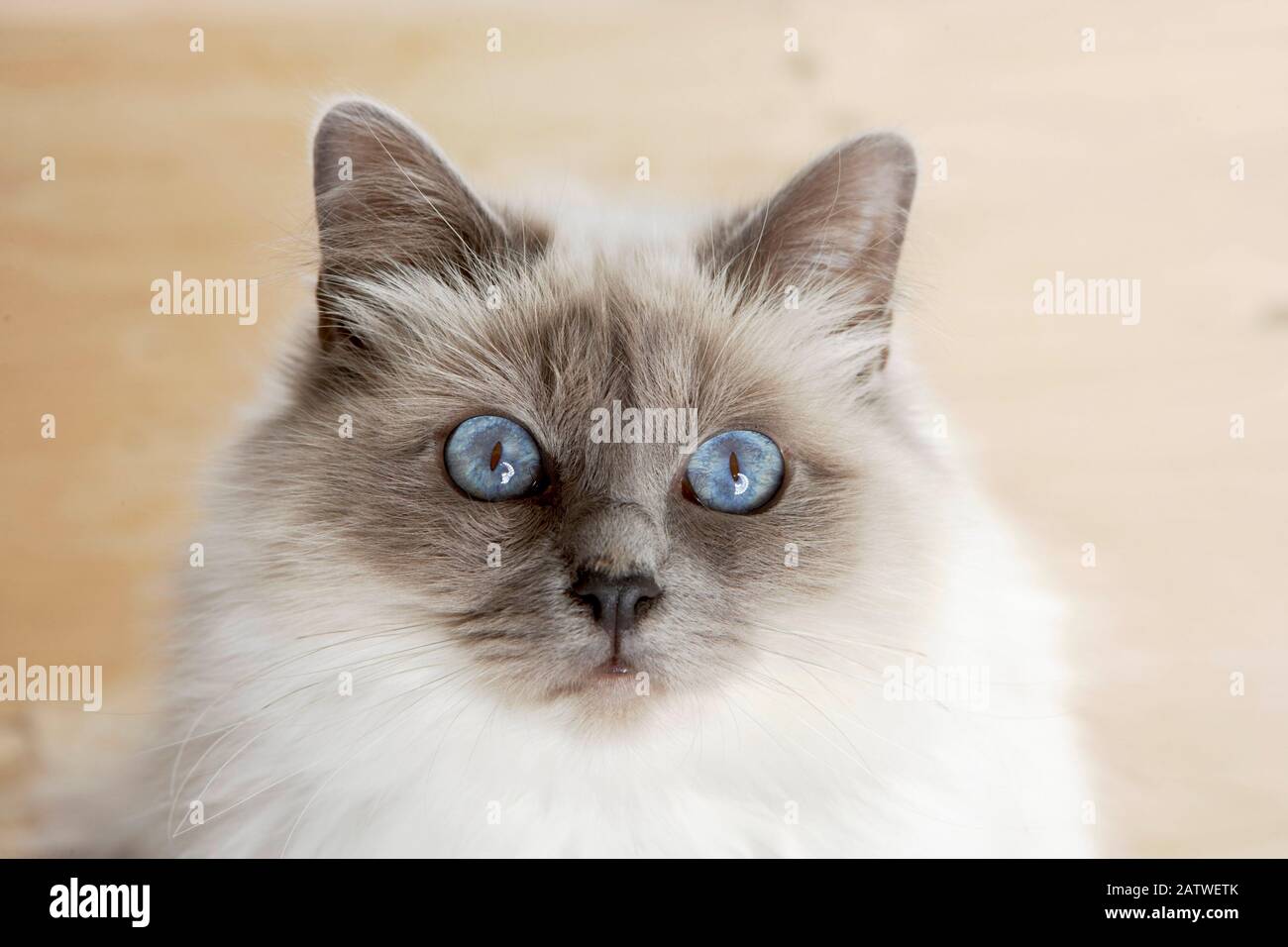 Chat Sacre De Birmanie Birman En Vous Regardant Portrait Photo Stock Alamy