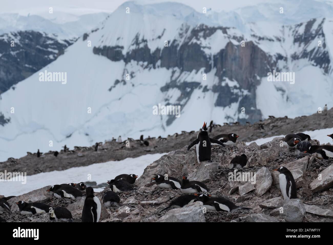 Colonies de reproduction de pingouins (rookeries) bondés sur des affleurements rocheux entourés de paysages glaciaires stuunants, en Antarctique Banque D'Images