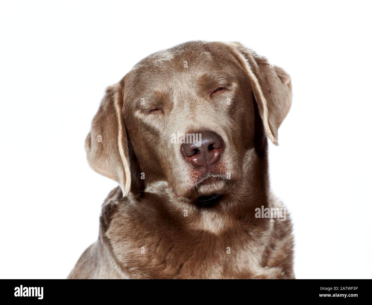 Labrador Retriever. Portrait d'adulte sur fond blanc, yeux fermés. Allemagne Banque D'Images