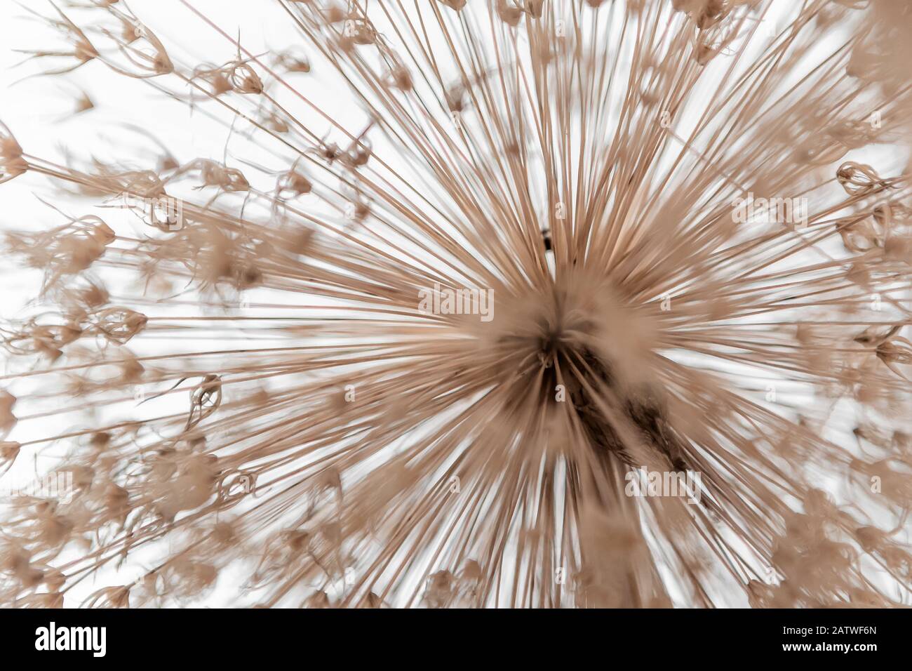 Allium, fleur, graine de Dandelion Banque D'Images
