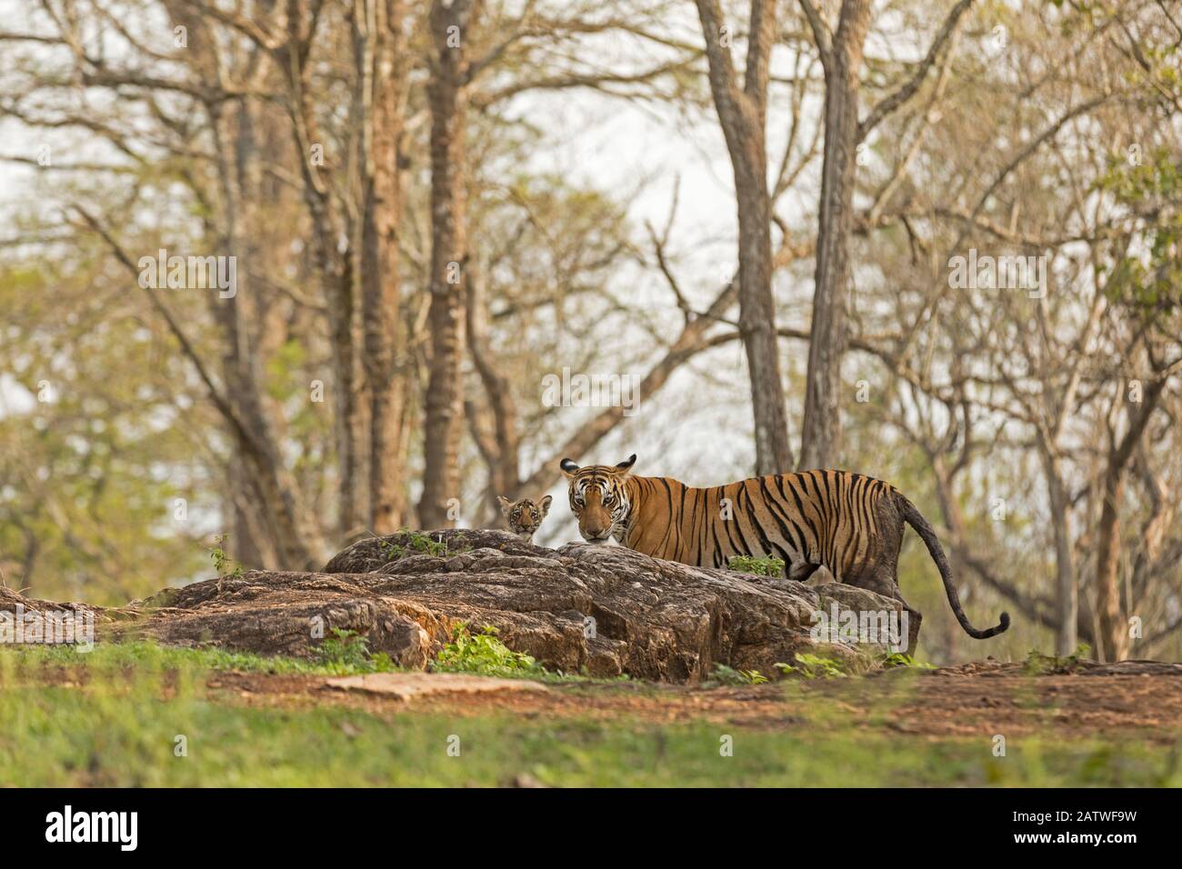 Tigre (Panthera tigris tigris) femelle avec cub, Donets, Nagarahole National Park, Réserve de biosphère de Nilgiri, Karnataka, Inde. Banque D'Images