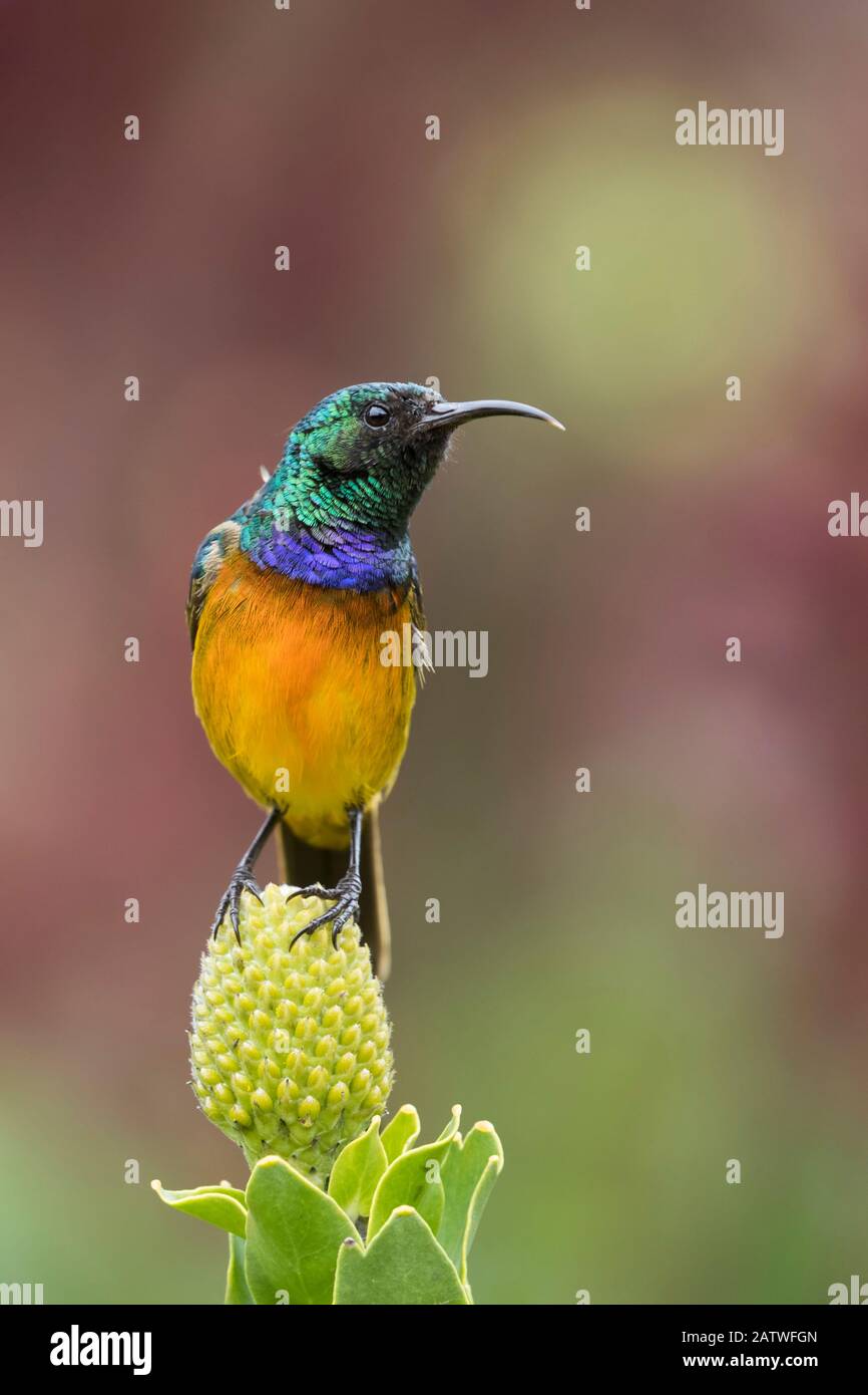Sunbird Croisé À L'Orange (Anthobaphes Violacea), Jardin Botanique National De Kirstenbosch, Le Cap, Afrique Du Sud, Septembre Banque D'Images