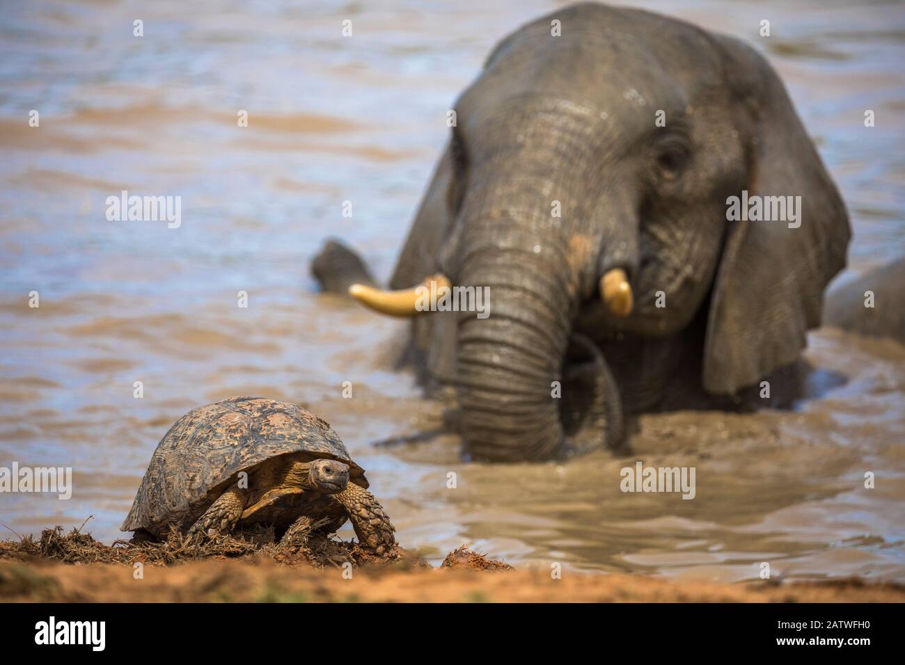 Léopard / tortue de montagne (Stigmochelys pardalis) avec taureau d'éléphant (Loxodonta africana) derrière dans l'eau, parc national Addo Elephant, Cap oriental, Afrique du Sud, septembre Banque D'Images