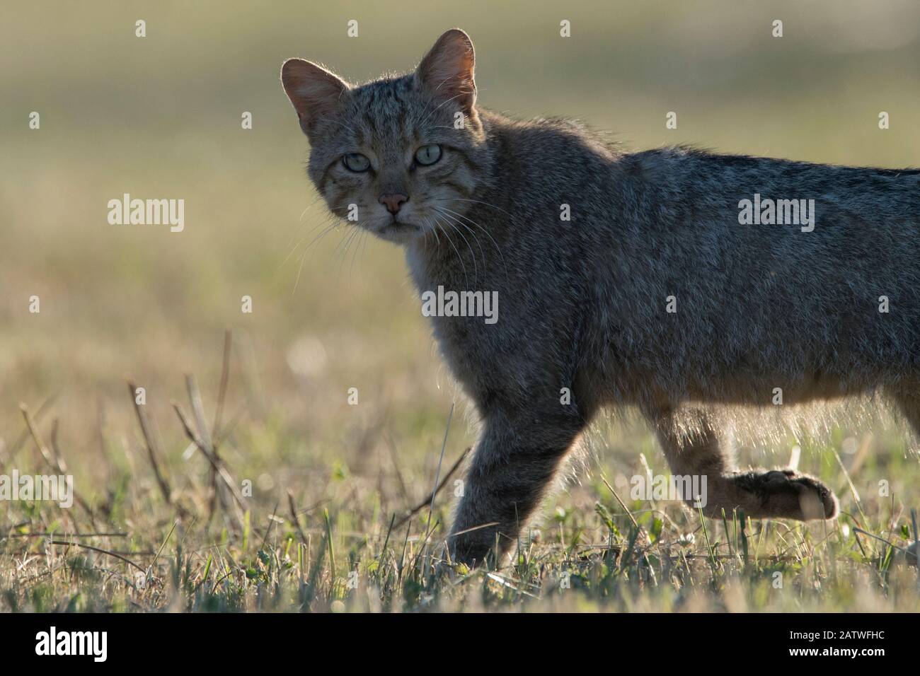 Chat Sauvage Felis Siland Marchant Vosges France Juin Photo Stock Alamy Chat Sauvage Felis Siland Marchant Vosges France Juin Photo Stock Alamy