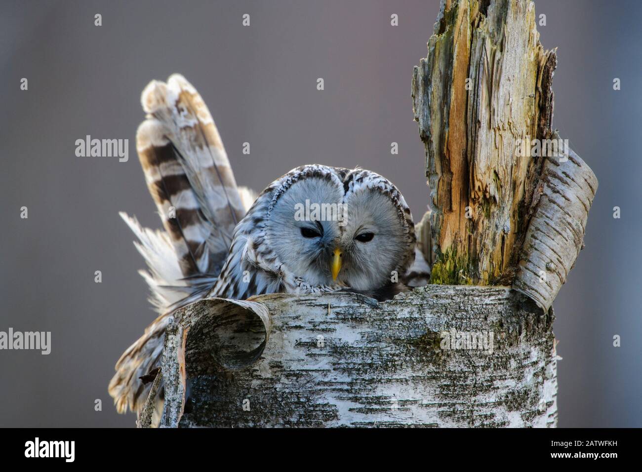 Ural chouette (Strix uralensis) femelle sur nid dans la souche d'arbre. Tartumaa, Sud De L'Estonie. Avril. Banque D'Images