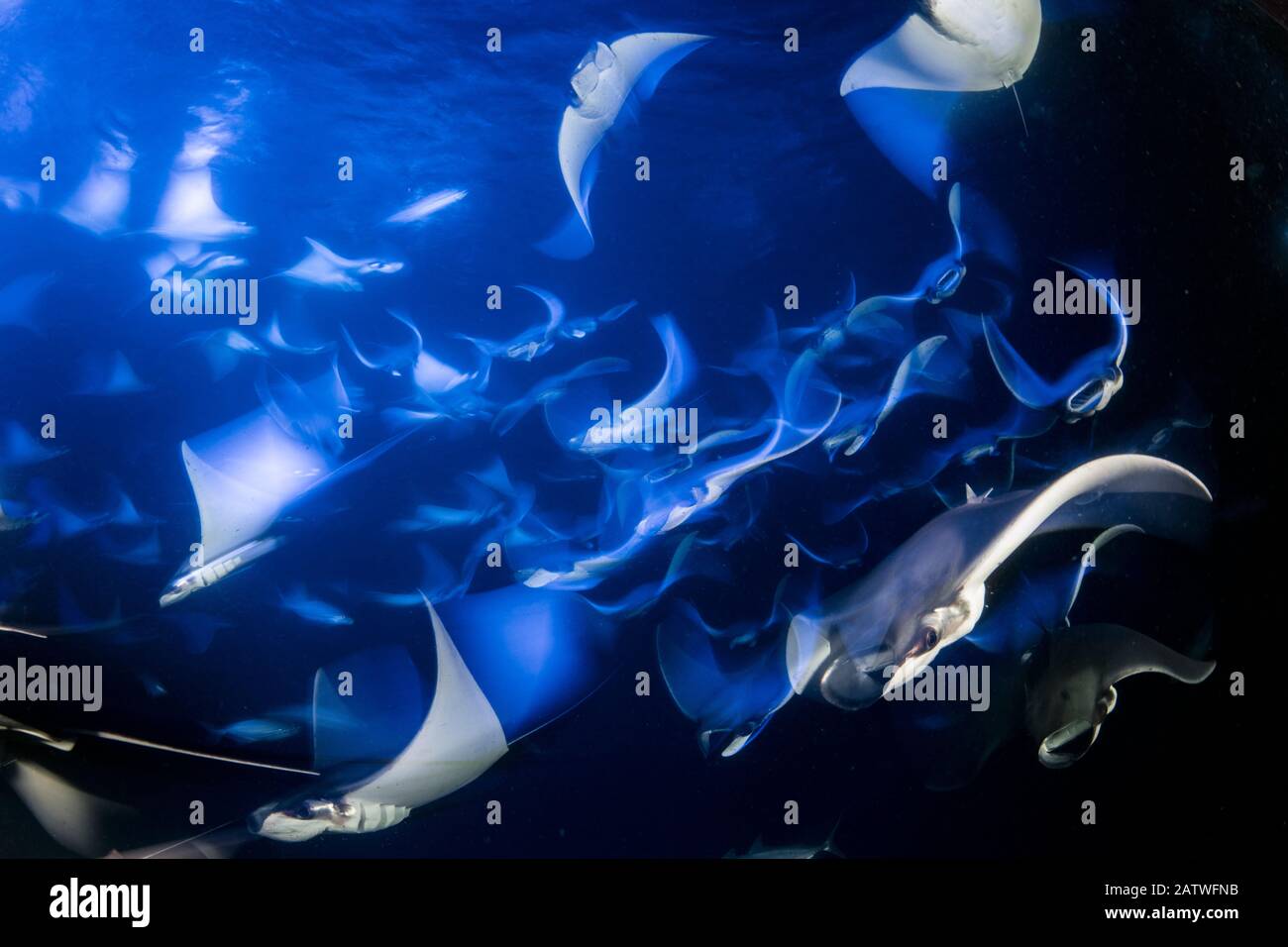 De l'école Munk, devil devil ray ray, pygmée (Mobula munkiana), se nourrissant de plancton la nuit, photographiée sur une longue exposition, l'île d'Espiritu Santo, Mer de Cortez, Baja California, au Mexique, à l'Est de l'Océan Pacifique Banque D'Images