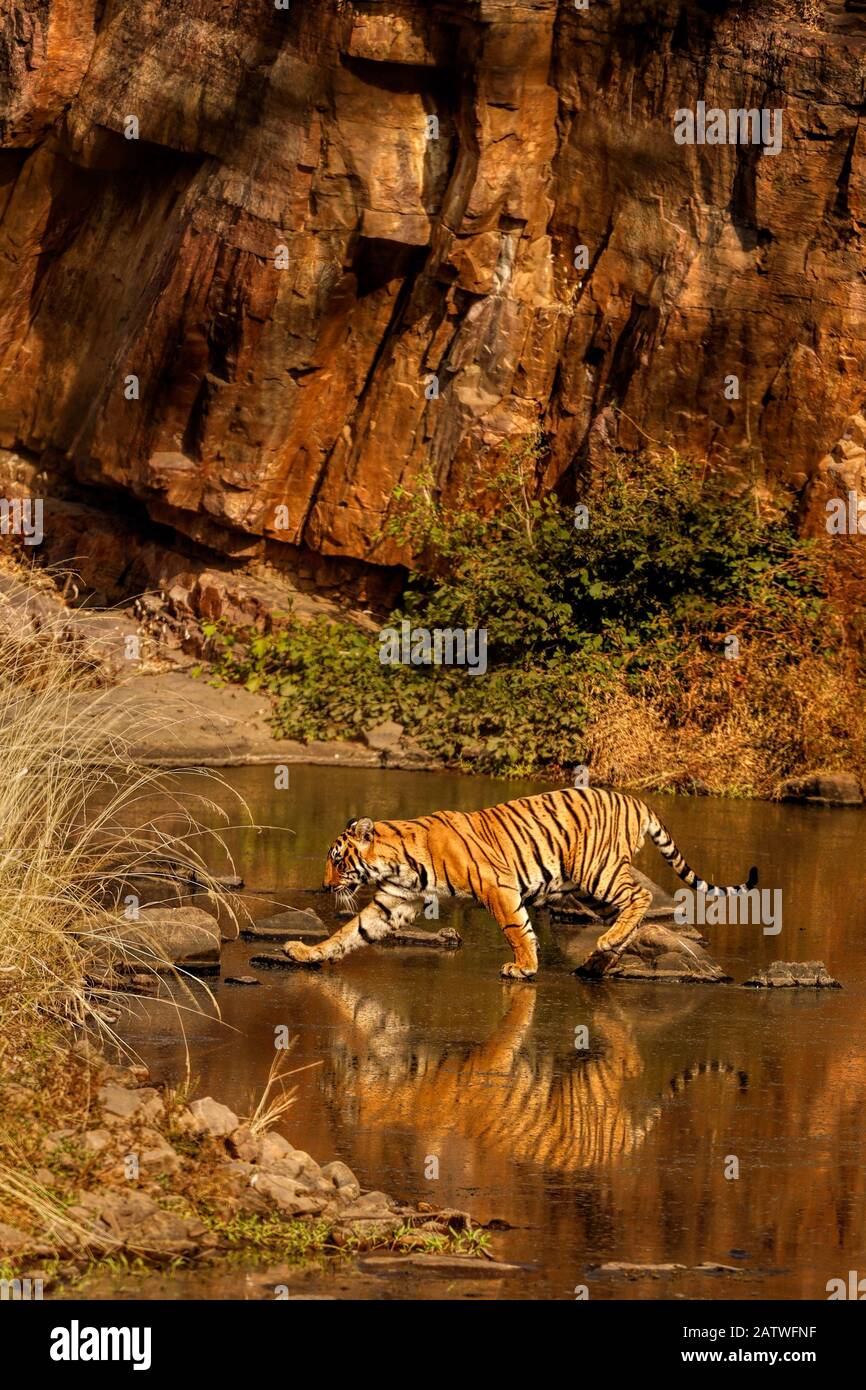 Tigre du Bengale (Panthera tigris) marchant à travers l'eau, Ranthambhore, Inde. Décembre Banque D'Images