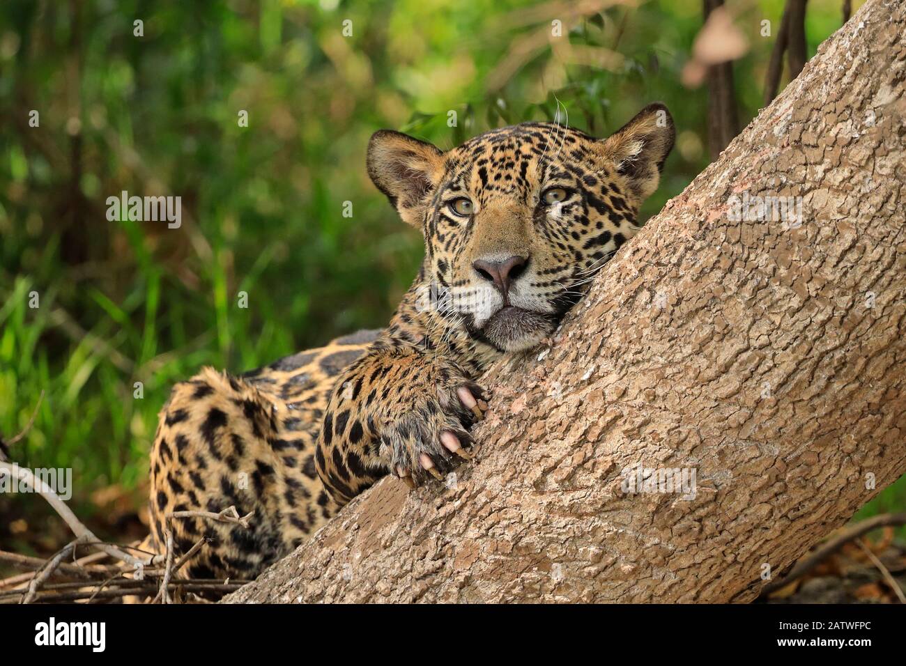 Jaguar (Pantana onca) reposant contre l'arbre sur la rive, Pantanal, Brésil Banque D'Images