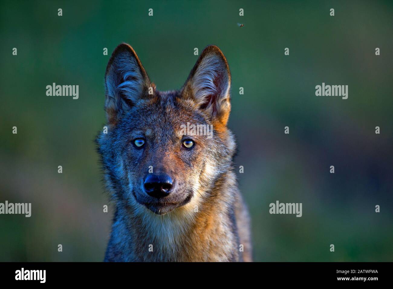 Wolf (Canis lupus), dans la prairie, Saxe-Anhalt, Allemagne Banque D'Images