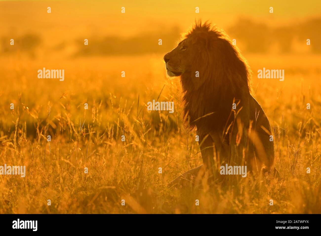 Lion africain (Panthera leo) mâle au lever du soleil, Masai Mara, Kenya Banque D'Images