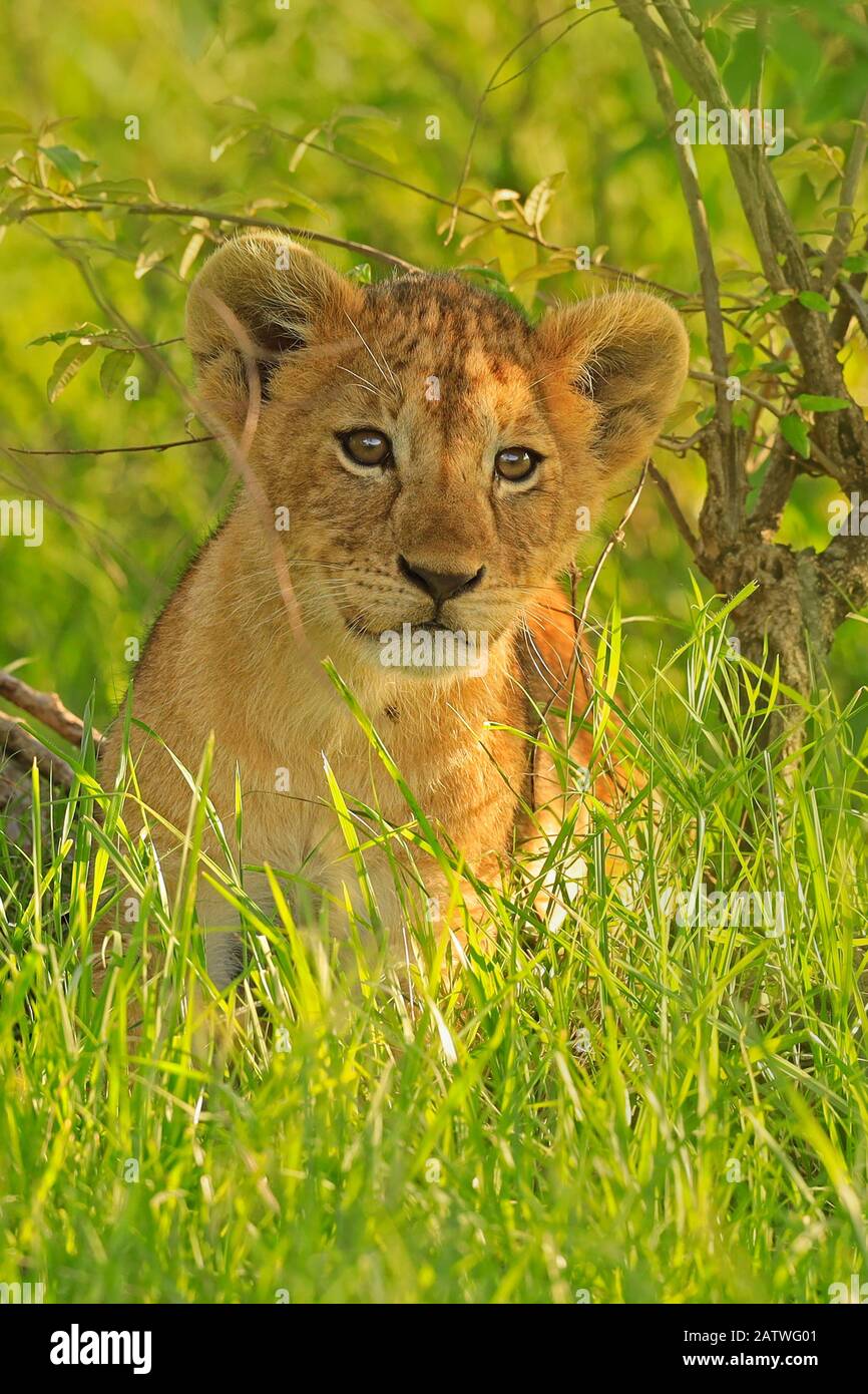 Lion africain (Panthera leo) cub 2 mois, Masai Mara, Kenya Banque D'Images