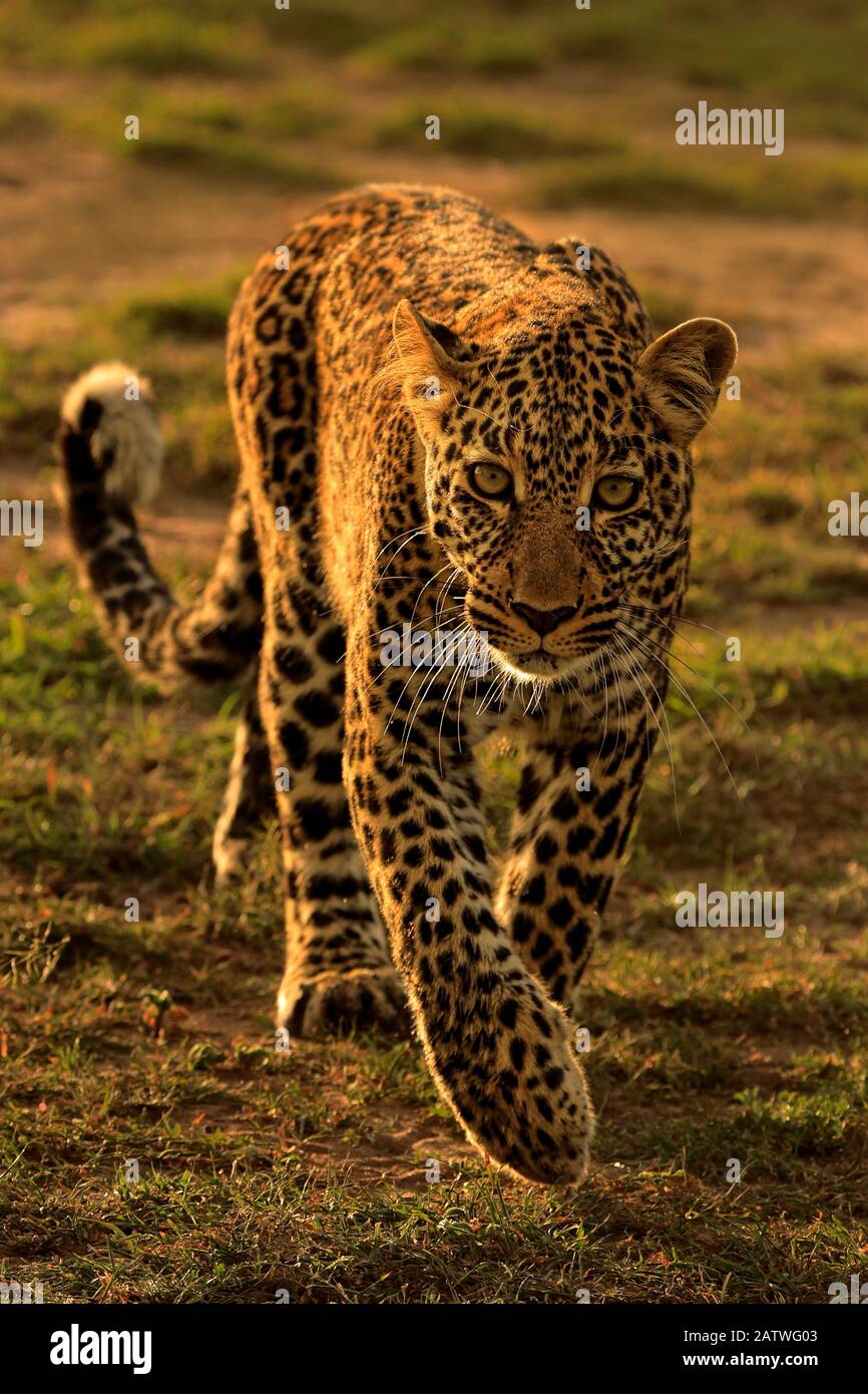 African Leopard (Panthera pardus), promenade féminine, Masai Mara, Kenya Banque D'Images