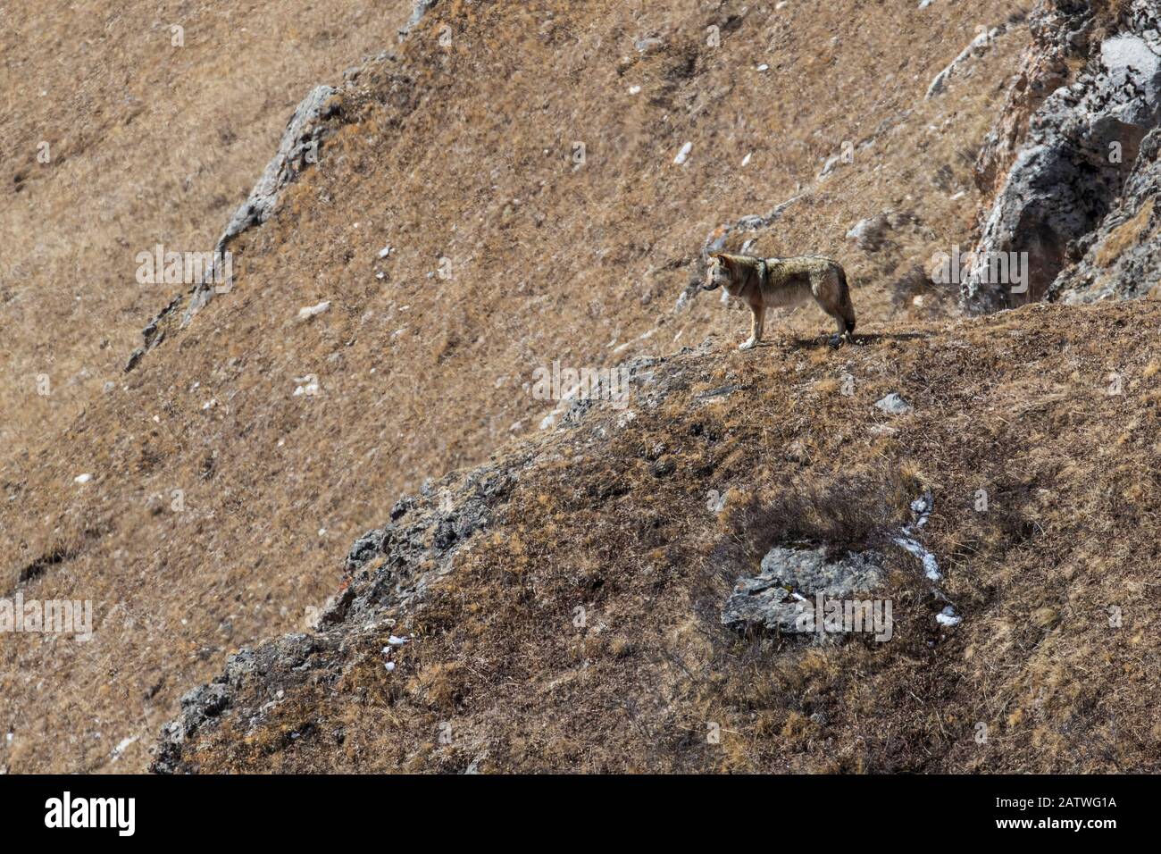 Loup tibétain (Canis lupus canco) dans le paysage de montagne, comté de Serxu, préfecture de Garze, province du Sichuan, Chine. Banque D'Images