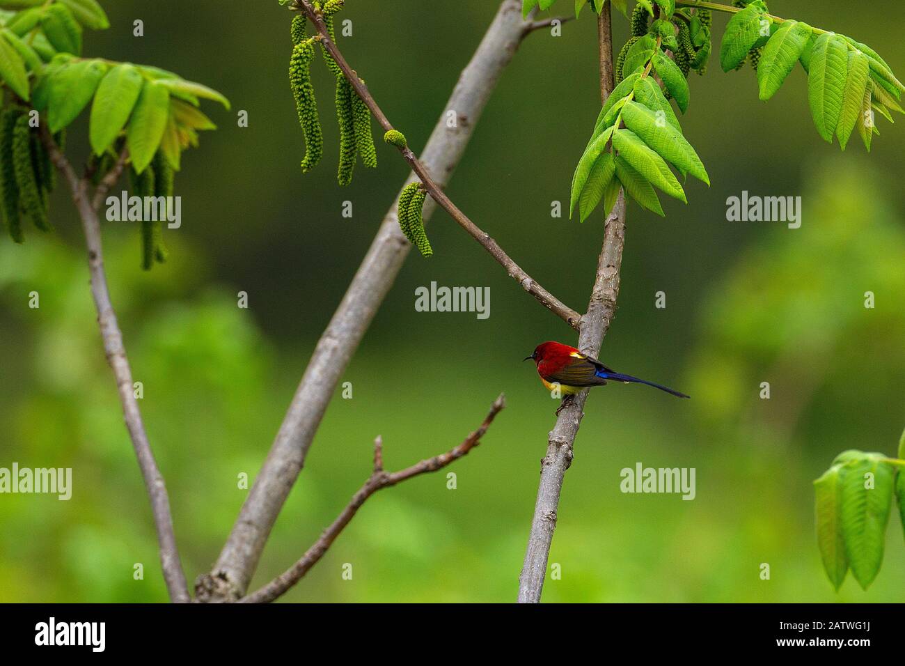 Mme Goulds sunbird (Aethopyga gouldiae) perchée sur la branche, Réserve naturelle de Tangjiahe, province du Sichuan, Chine. Banque D'Images