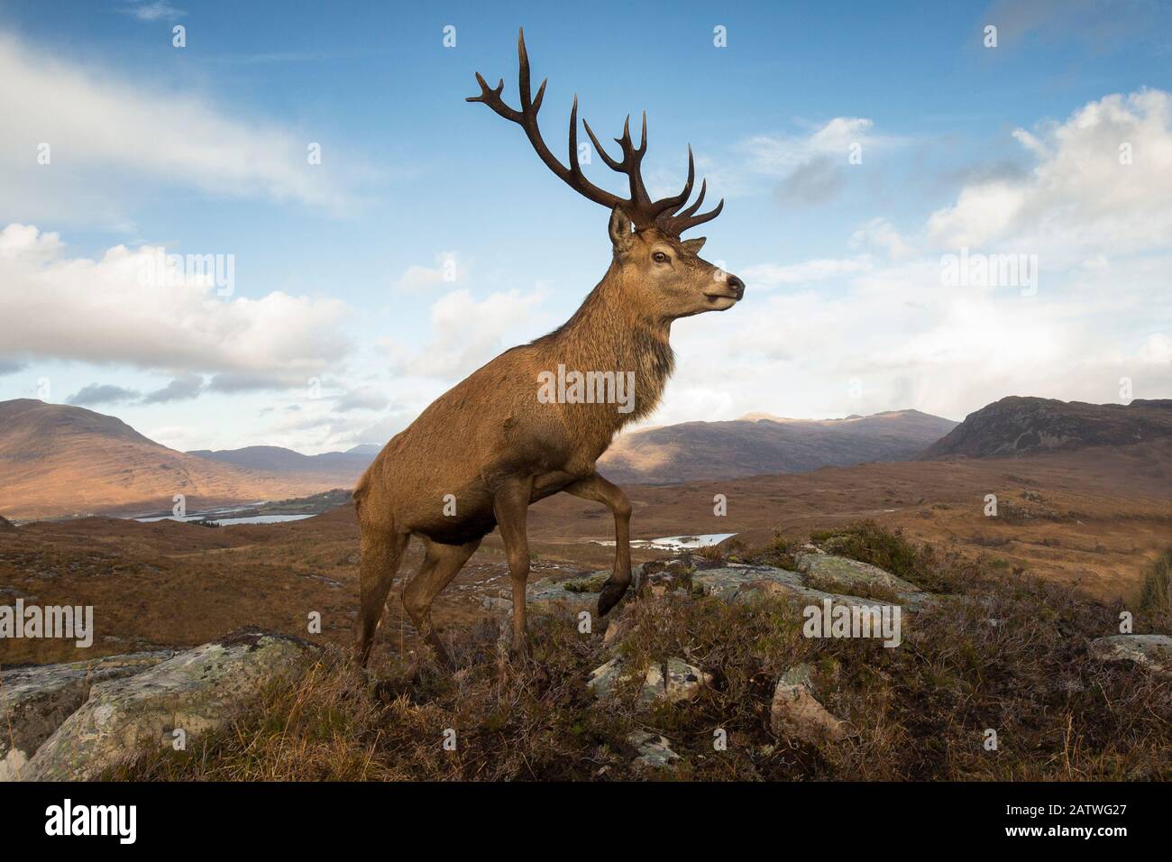 Cerf rouge (Cervus elaphus) cerf dans le paysage des hautes terres. Lochcarron, Highlands, Écosse, Royaume-Uni. Banque D'Images