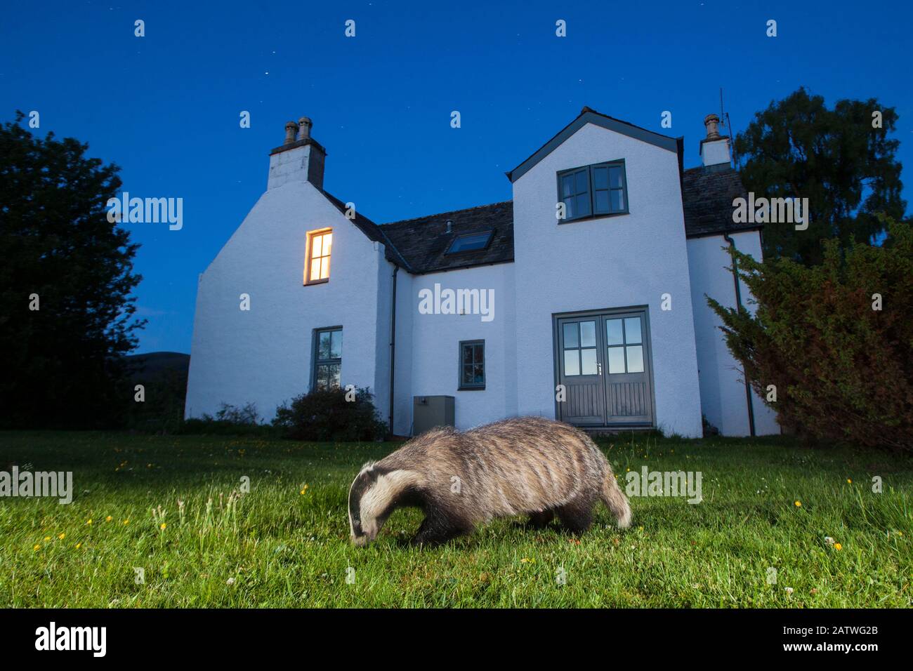 Blaireau européen (Meles mes) de la nourriture devant la maison la nuit. Glenfeshie, Parc National De Cairngorms, Écosse, Royaume-Uni. Banque D'Images