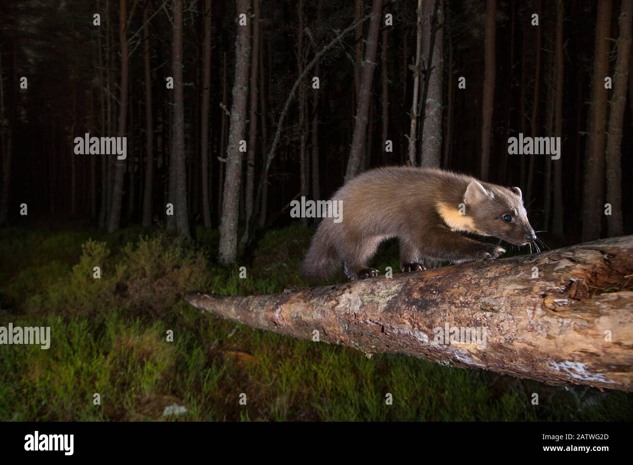 Marten de pin (martes martes) la nuit dans la forêt de PIN (Pinus sp). Glenfeshie, Parc National De Cairngorms, Écosse, Royaume-Uni. Banque D'Images