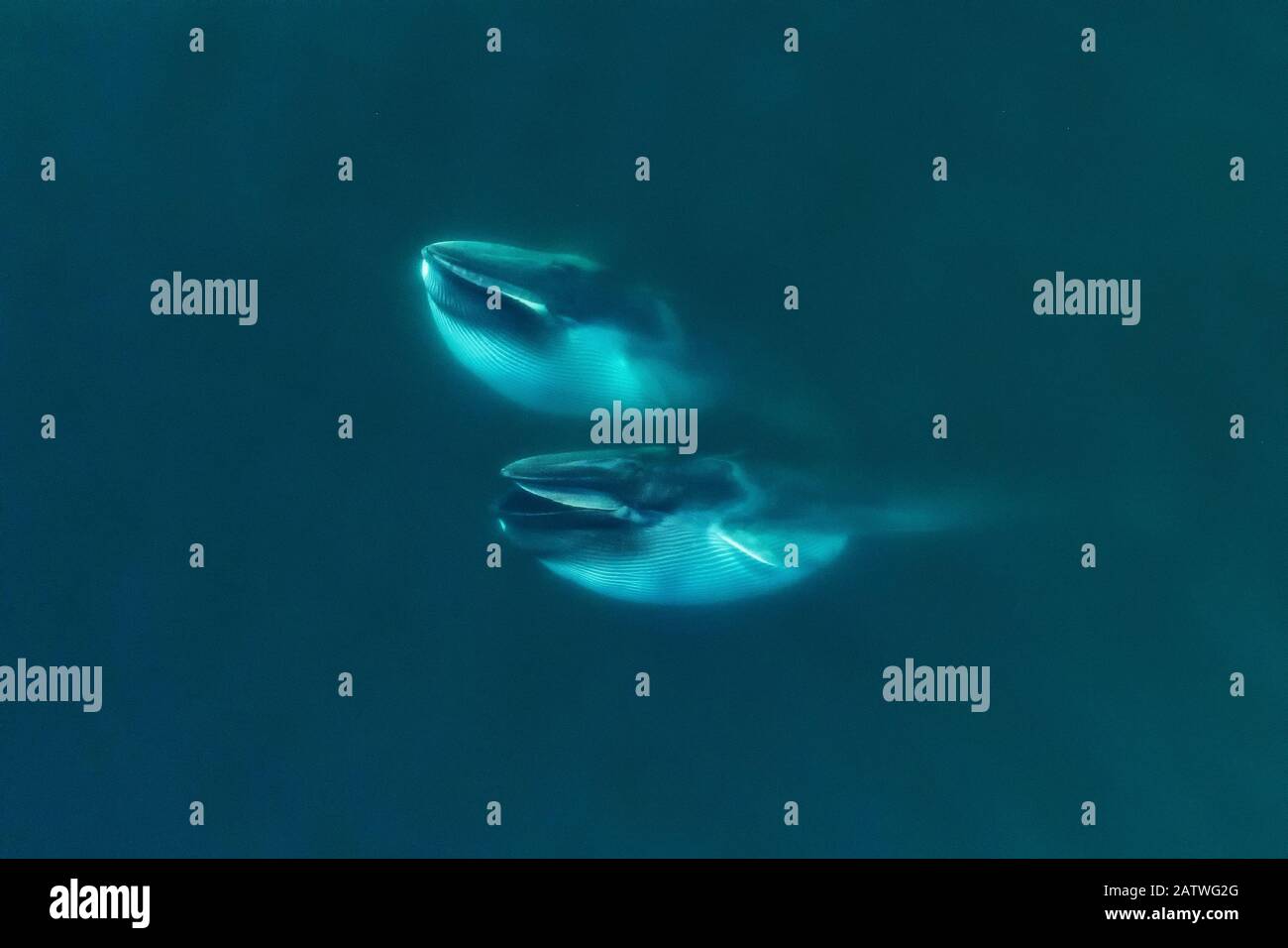Vue aérienne baleines de Fin (Balaenoptera physalus) alimentation en fente dans le sud de la mer de Cortez (Golfe de Californie), Baja California, Mexique. Banque D'Images