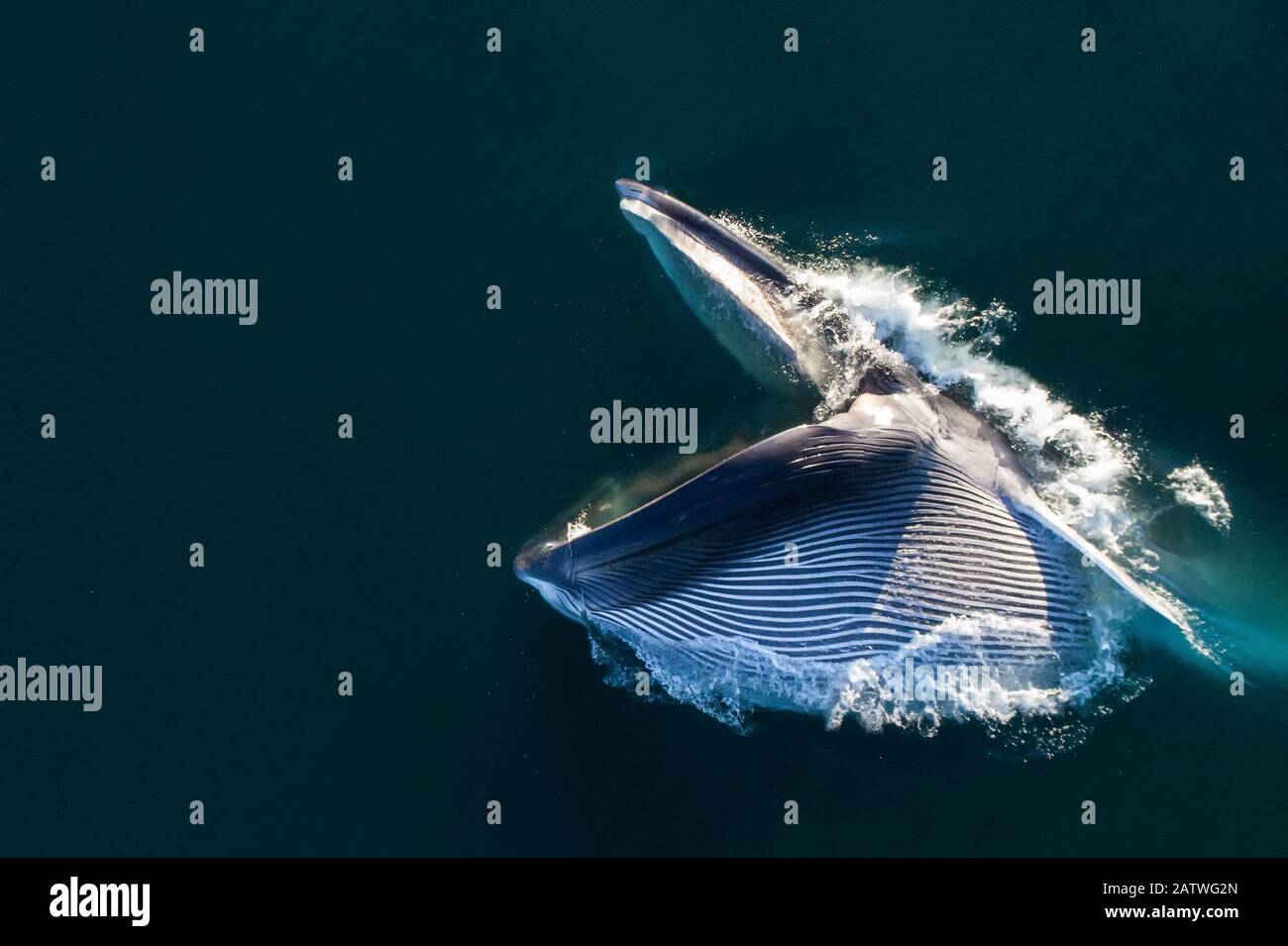 Vue aérienne de Fin Whale (Balaenoptera physalus) alimentation en fente, avec bouche ouverte et poche à la gorge distandée, mer du sud de Cortez (golfe de Californie), Baja California, Mexique. Banque D'Images