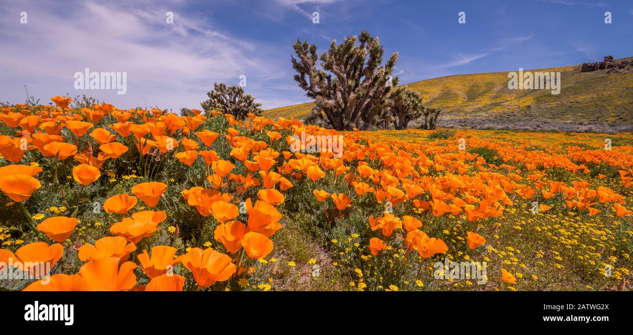 Champs d'or de Californie jaune (Lasthenia californica) et coquelicots de Californie orange (Eschschozia californica), avec un arbre de Joshua fleuri (Yucca brevifolia). Antilope Butte, Près De La Réserve De Coquelicots De Californie De La Vallée De L'Antelope, Mojave Desert, Californie, États-Unis. 1 avril 2019. Banque D'Images
