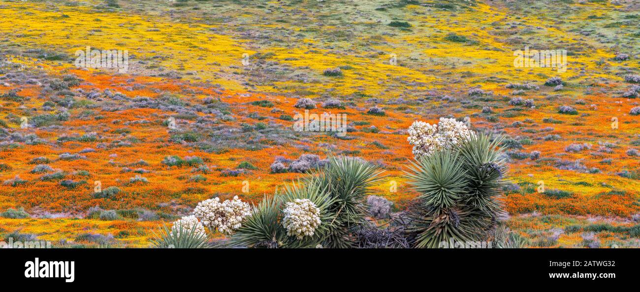 Les goldfields de Californie jaune (Lasthenia californica) et les coquelicots de Californie orange (Eschschozia californica) tapissent sur la colline, avec la floraison de Joshua Tree (Yucca brevifolia) dans le sol. Antilope Butte, Près De La Réserve De Coquelicots De Californie De La Vallée De L'Antelope, Mojave Desert, Californie, États-Unis. 1 avril 2019. Banque D'Images