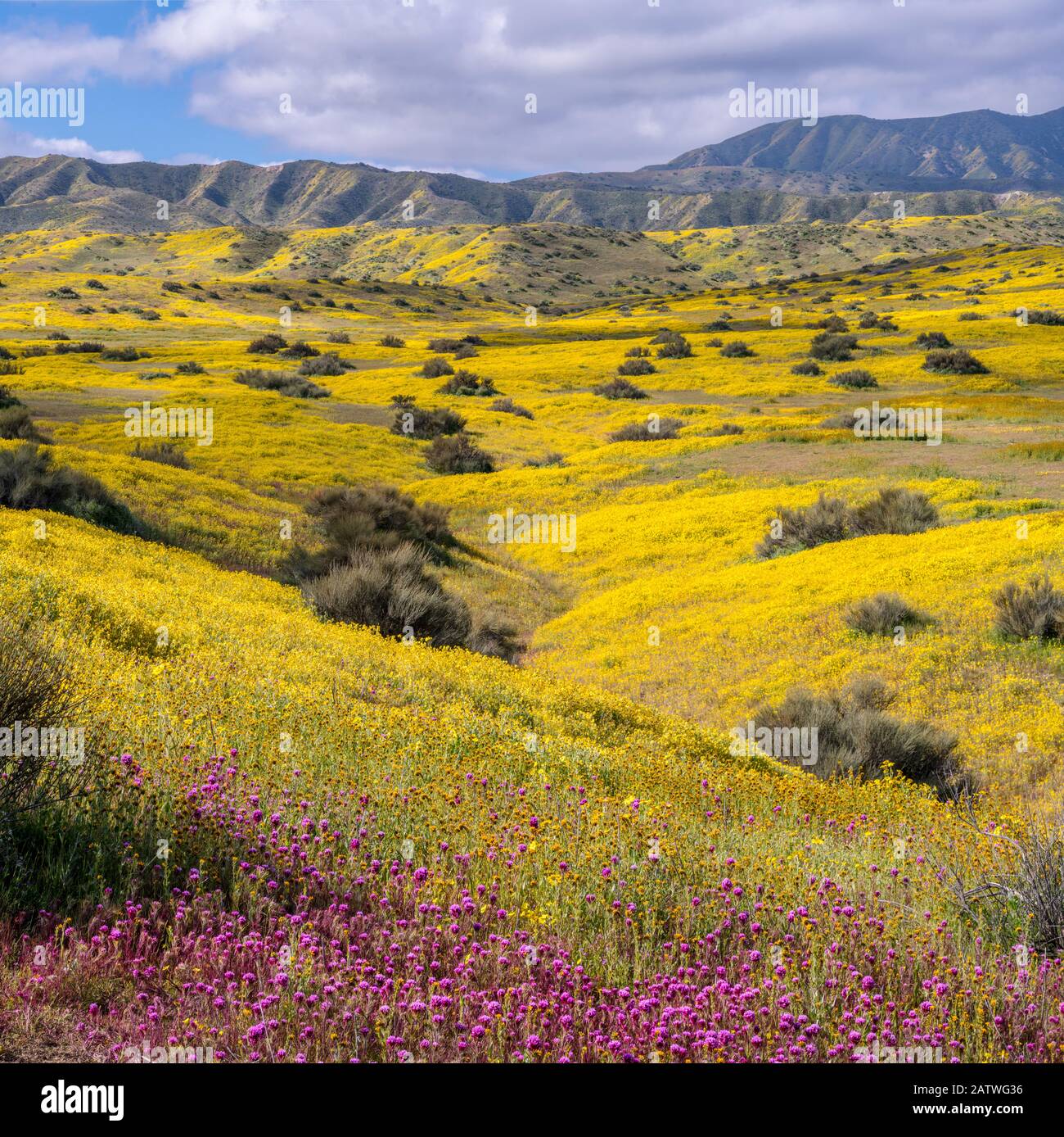 Contreforts de la gamme Temblor, moquette avec fleurs de Coreopsis (jaune) et de Purple Owls Clover (Castilleja exserta). Carrizo Plain, Californie, États-Unis. 30 mars 2019. Banque D'Images