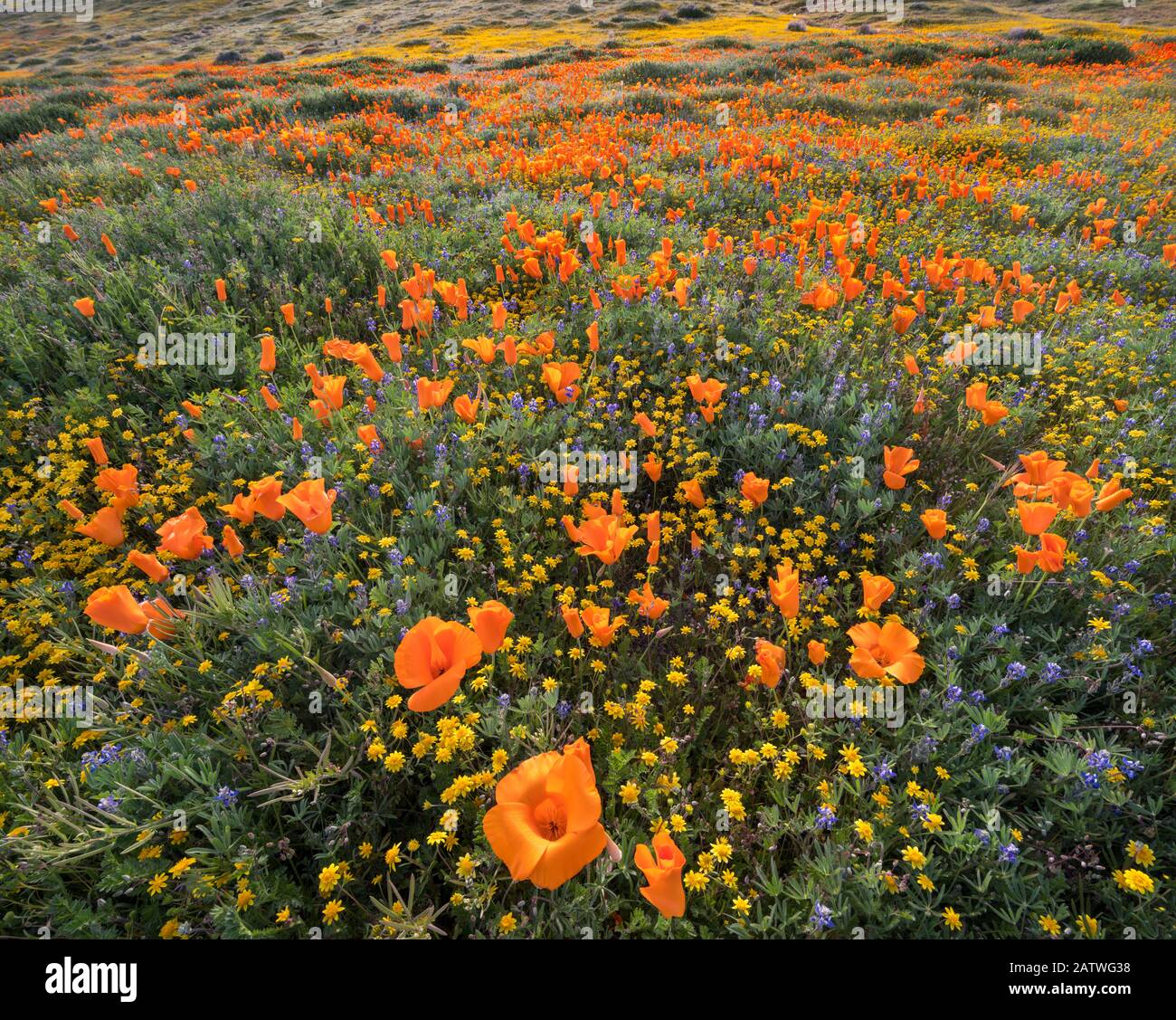 Champs d'or de Californie jaune (Lasthenia californica) et coquelicots de Californie orange (Eschschozia californica), avec des lupins intermélangés. Antilope Butte, Près De La Réserve De Coquelicots De Californie De La Vallée De L'Antelope, Mojave Desert, Californie, États-Unis. 31 mars 2019. Banque D'Images
