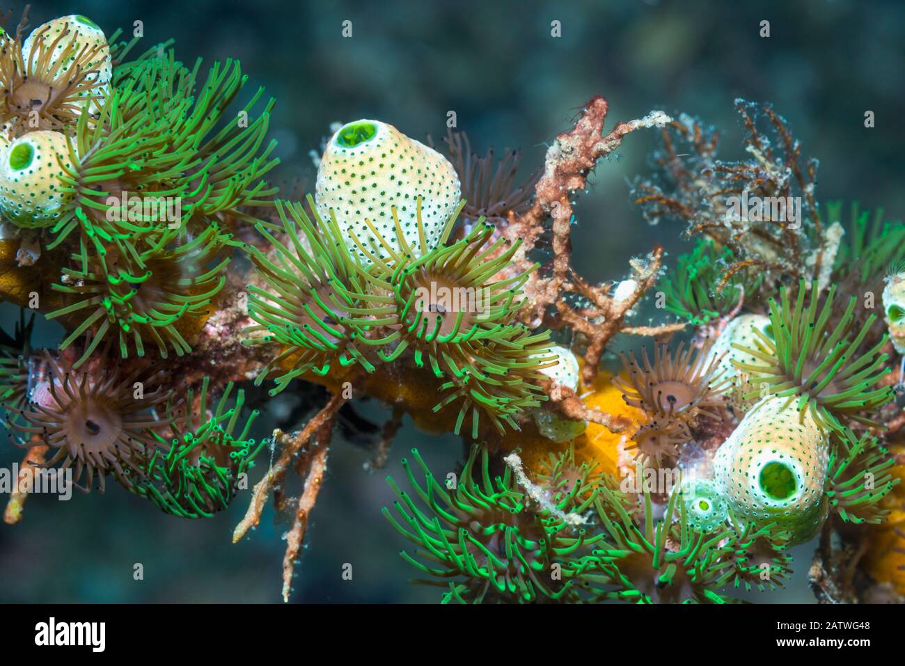 Anemones coloniales (Amphianthus nitidus) avec des jets de mer de l'urne verte (Didemnum molle) (Atriolum robustum). Détroit De Lembeh, Sulawesi Nord, Indonésie. Banque D'Images