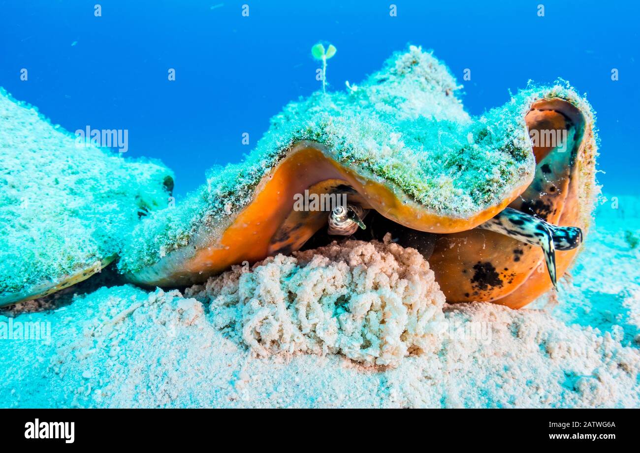 Grand conch (Lobatus gigas) pondant des œufs dans le parc de la terre et de la mer d'Exuma Cays, Exuma, Bahamas. Banque D'Images