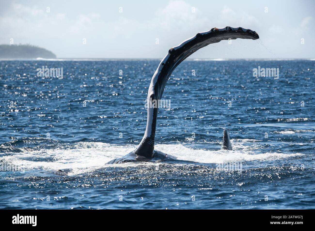 Baleine à bosse (Megaptera novaeangliae) posée de son côté tout en exécutant une série de taps de nageoires pectorales sur la surface de l'océan. Vavau, Tonga, Pacifique Sud. Banque D'Images