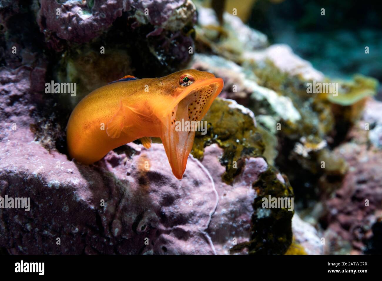 Zoarchias Major eelpout (Zoarchias Major) avec sa bouche large ouverte. Préfecture De Yamaguchi, Japon, Océan Pacifique. Banque D'Images