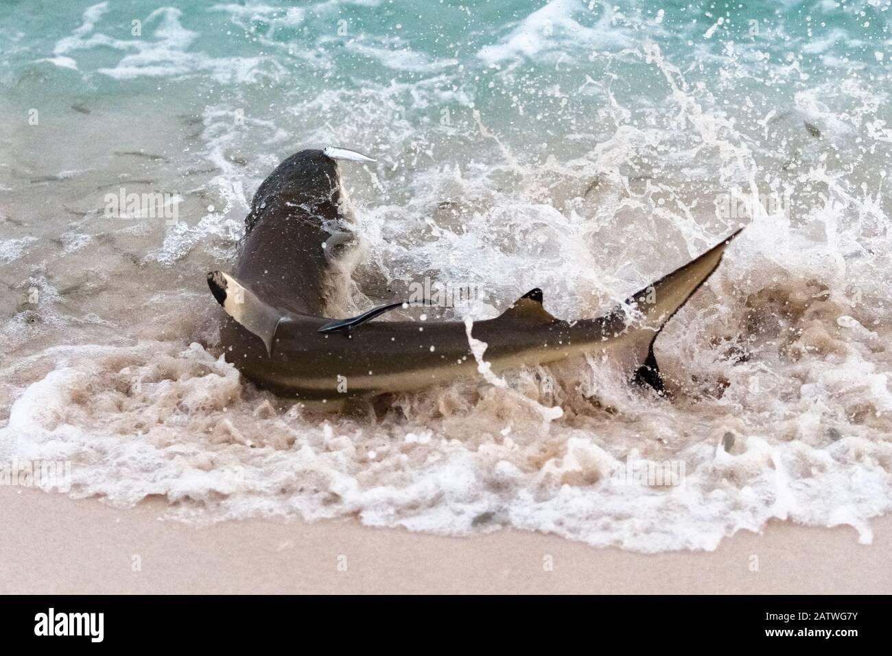 Le requin de récif de la pointe noire (Carcharhinus melanopterus) se braque pour attraper des sardines. Tonga Pacifique Sud. Banque D'Images