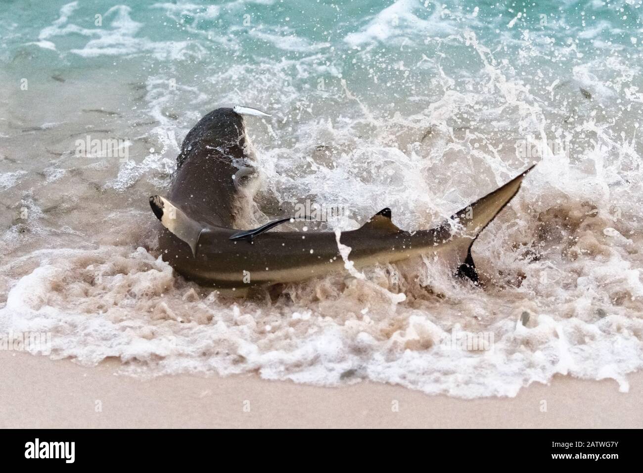 Requin A Pointe Noire Banque D Image Et Photos Alamy
