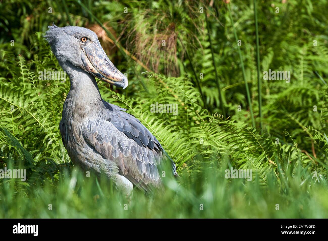 Shoebill stork (Balaeniceps rex) dans les marécages de Mabamba, lac Victoria, Ouganda, février. Banque D'Images